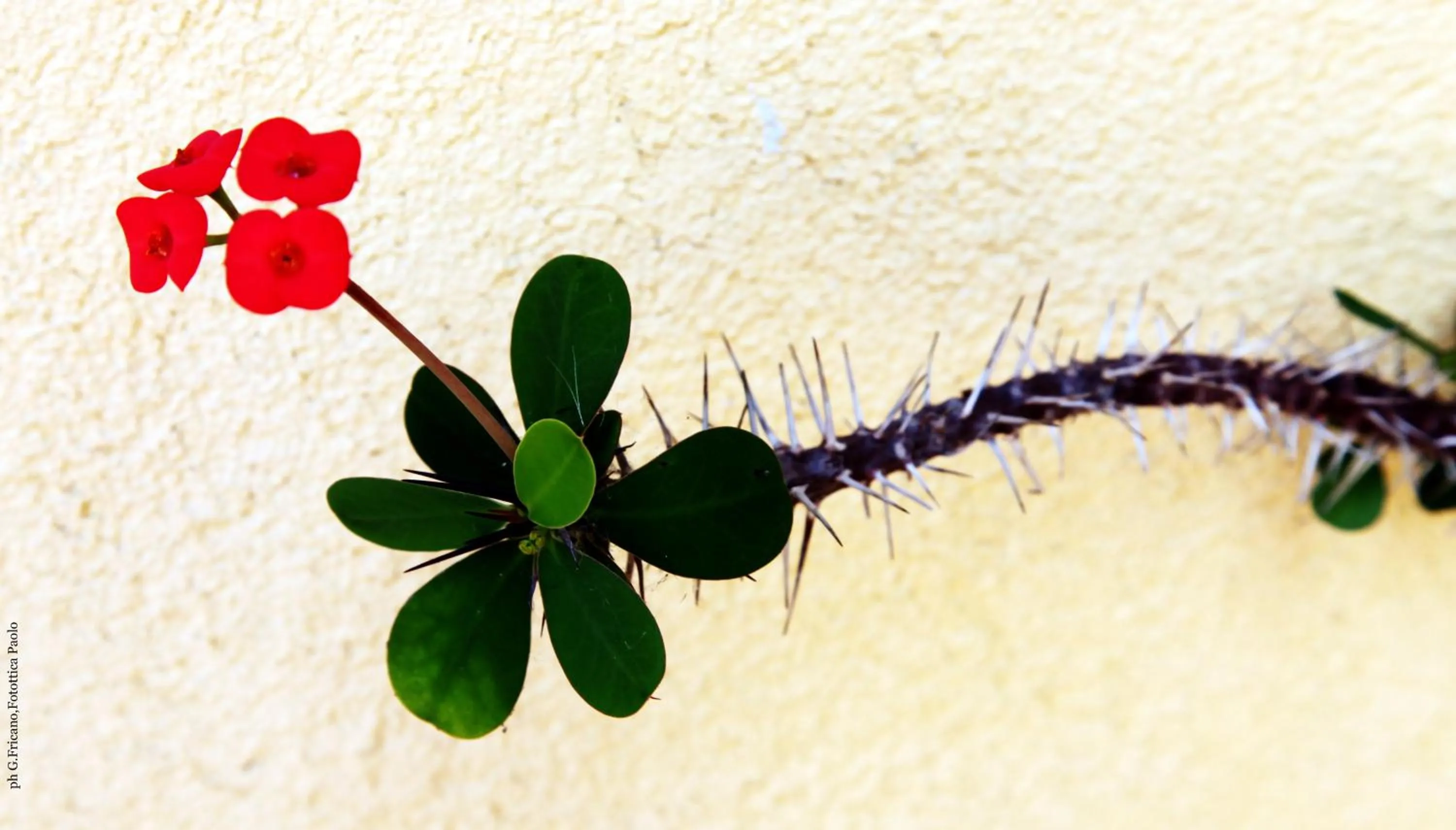 Decorative detail in Donna Lia