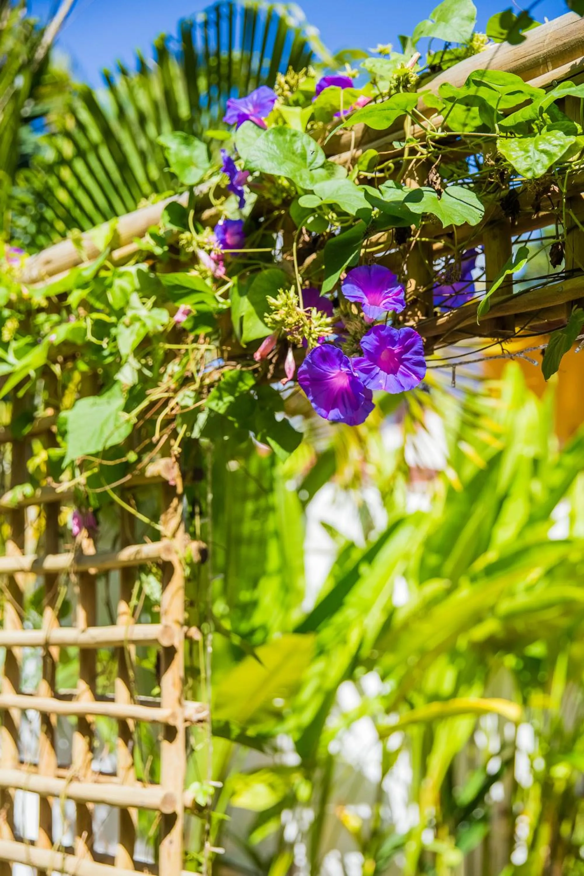 Garden view in Pousada Jequitibá