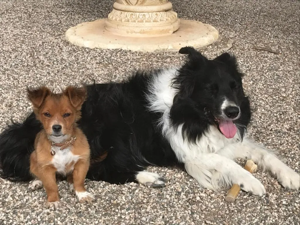 B&B Cortijo El Ciruelo