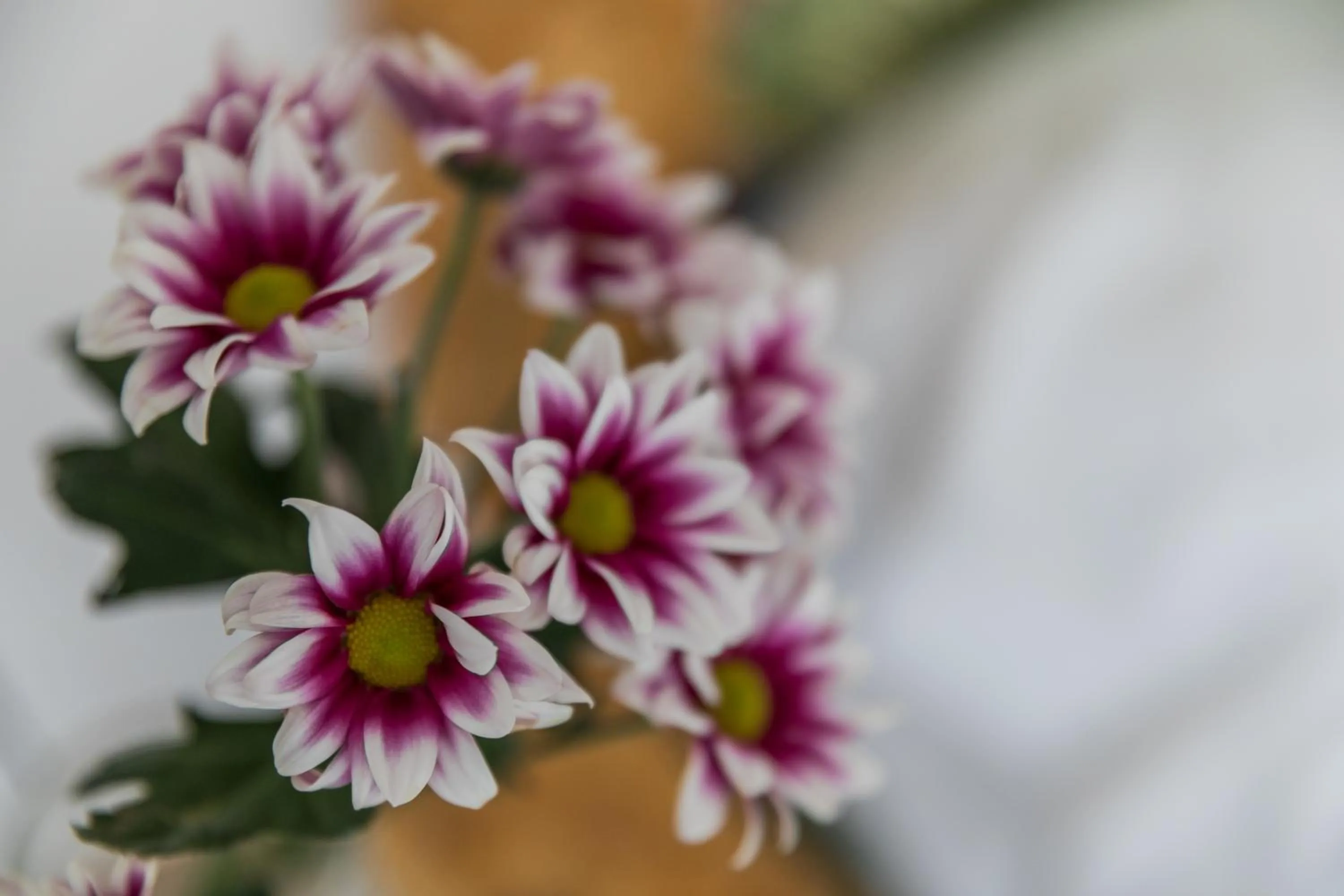 hair dresser in Rooms Vita