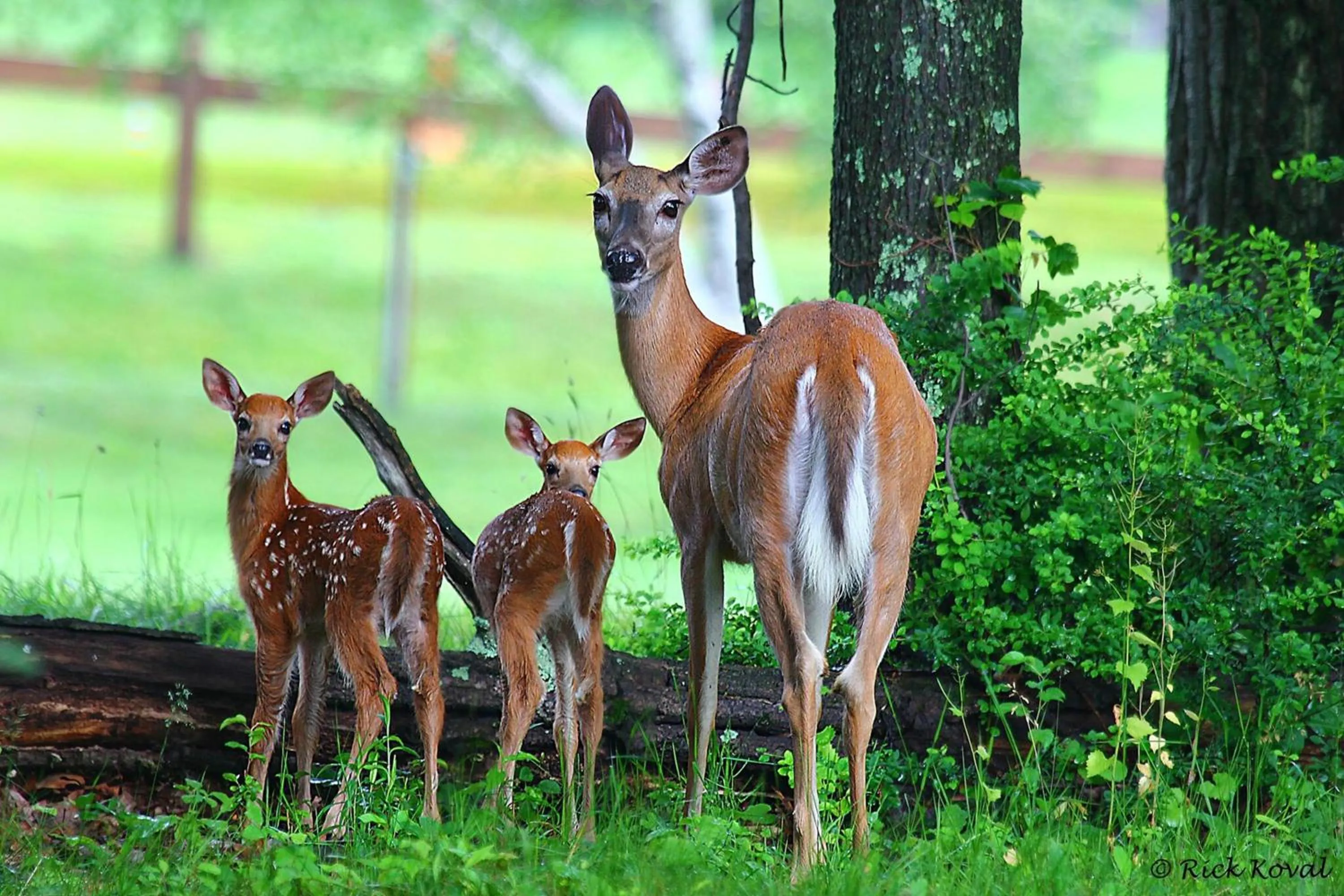 Activities in Skytop Lodge