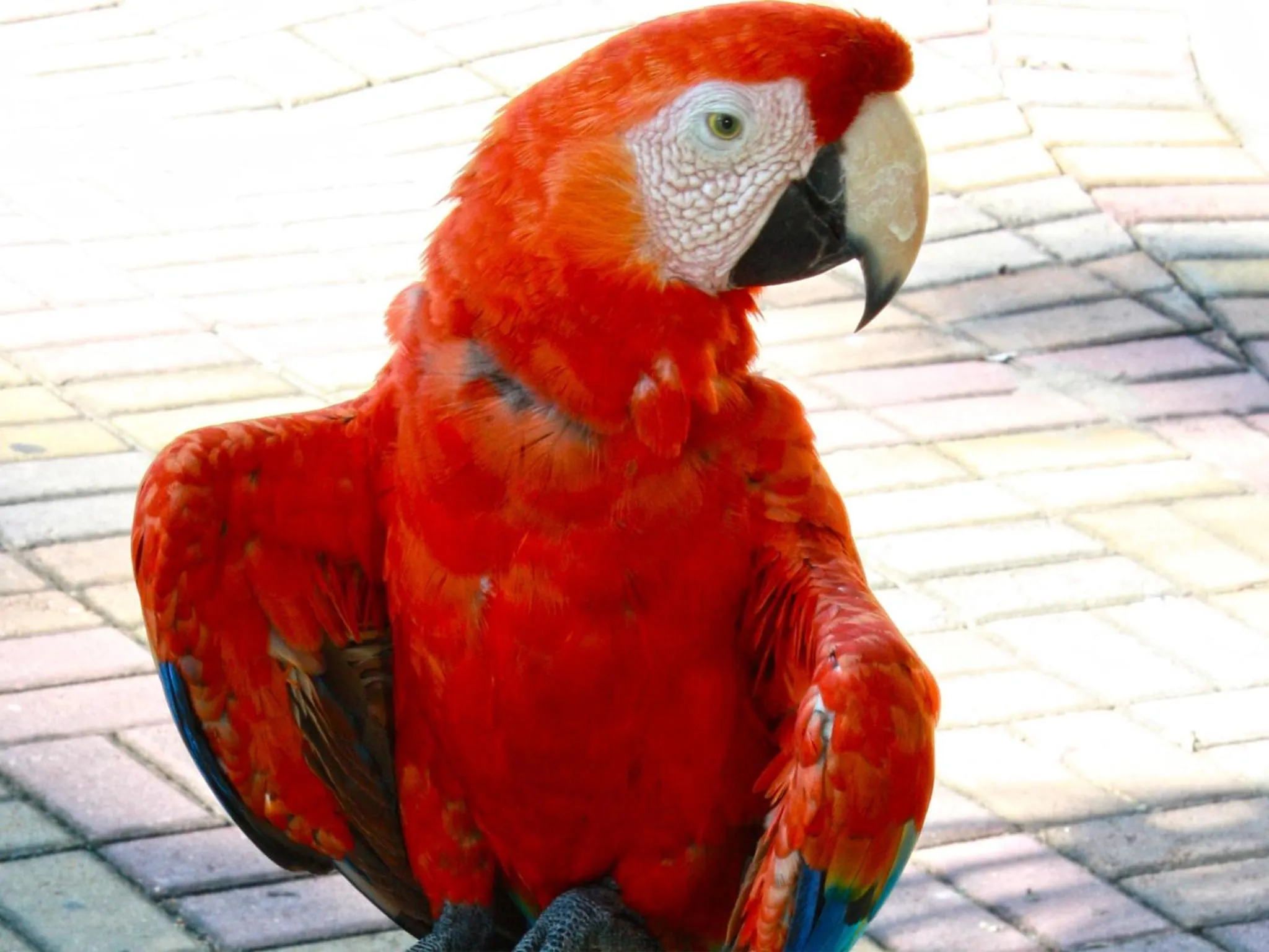 Pets in Hotel Bahia del Sol