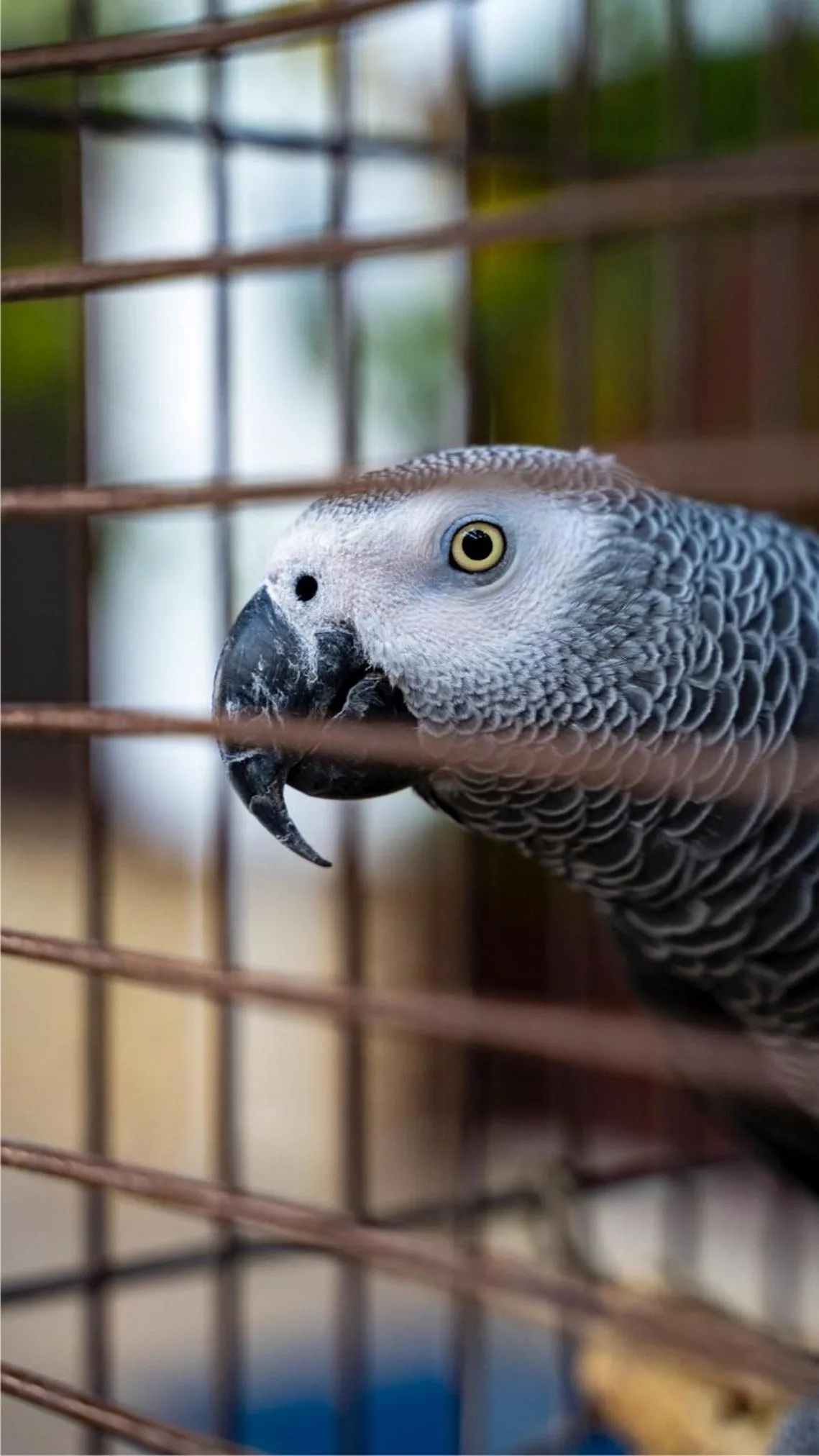 Animals in Castle Old Town Hotel