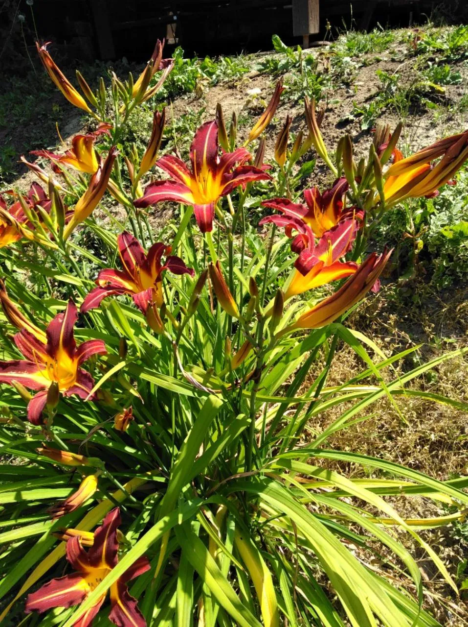 Garden in Švihák lázeňský