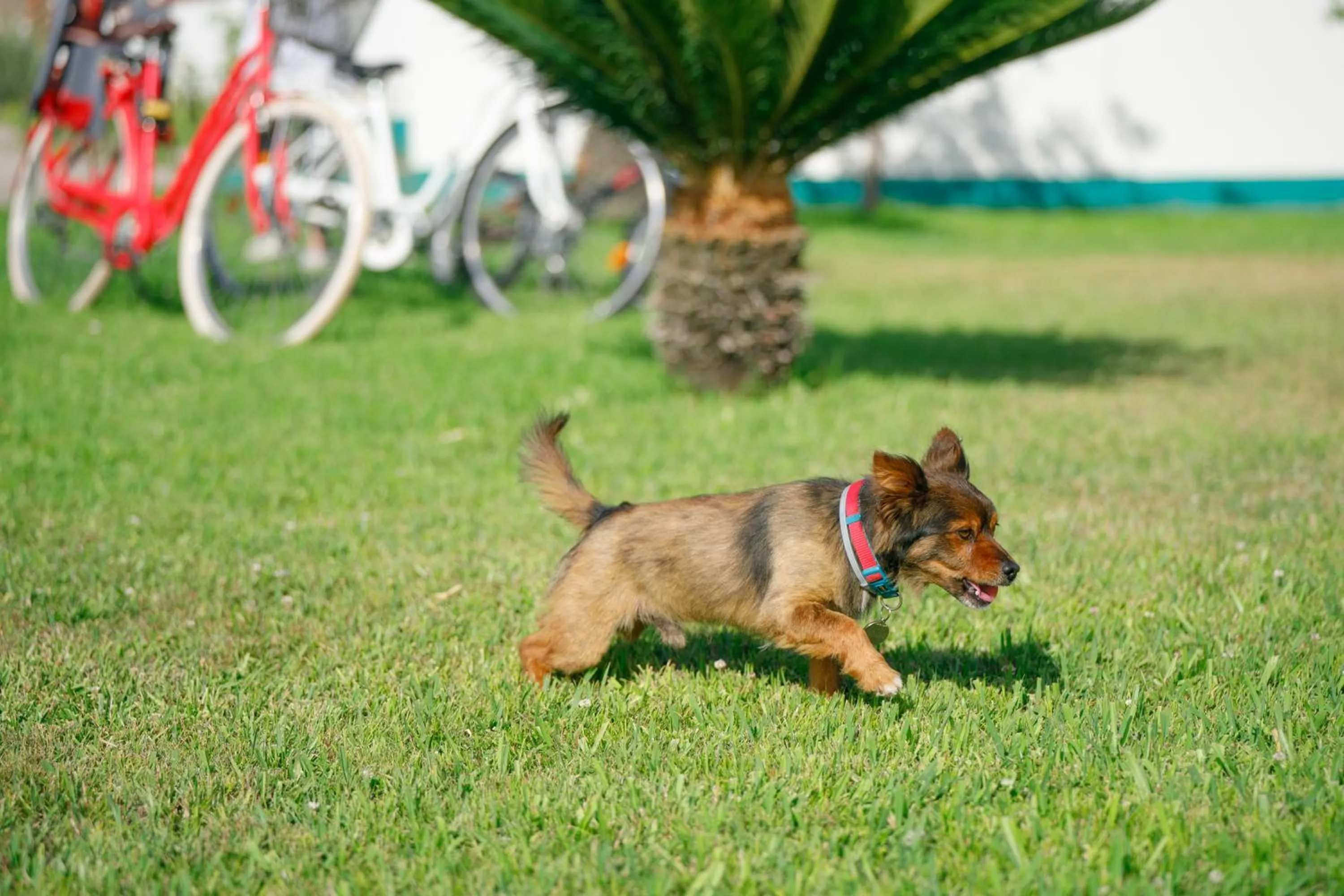 pet friendly in Villa Maredona