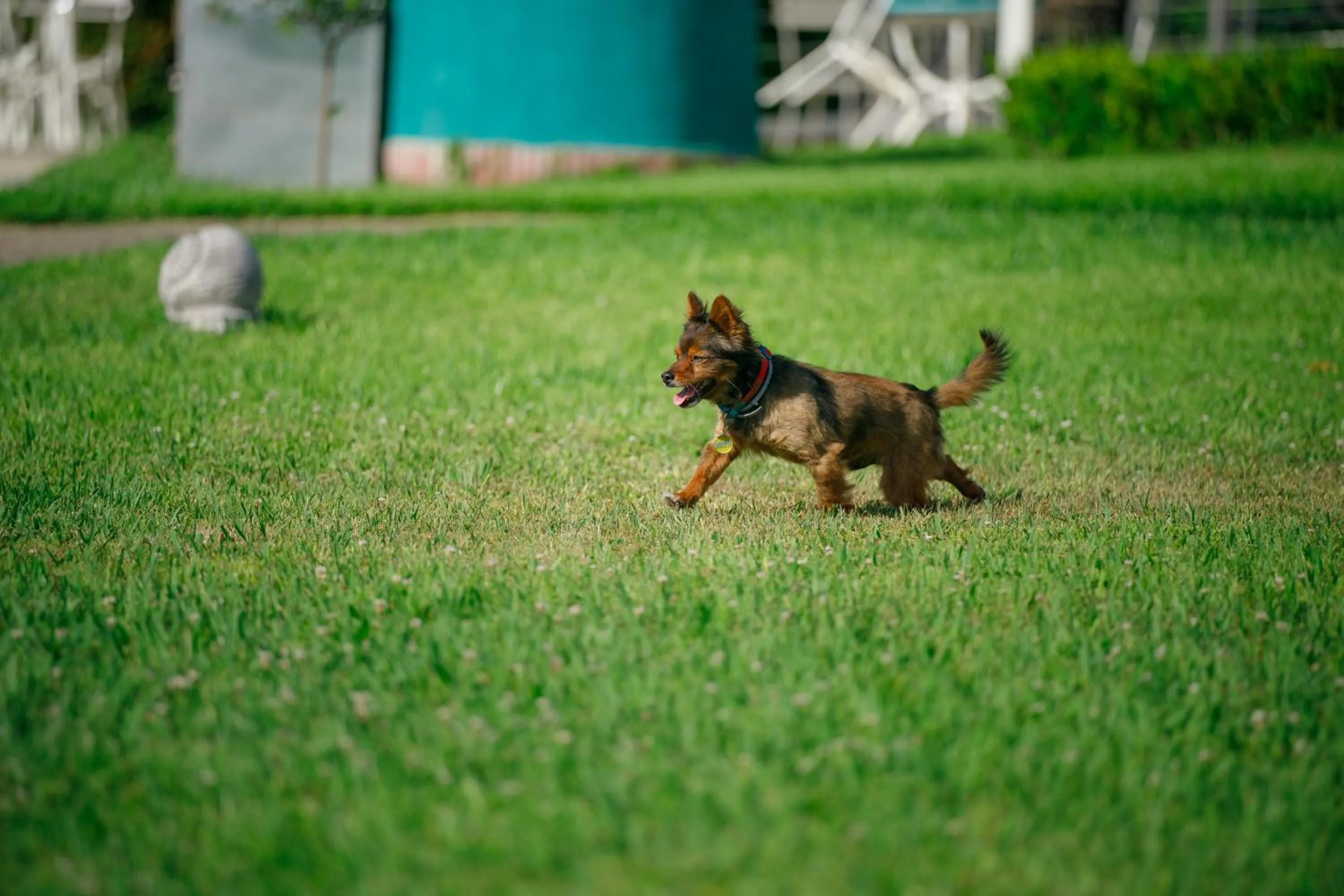 Animals in Villa Maredona