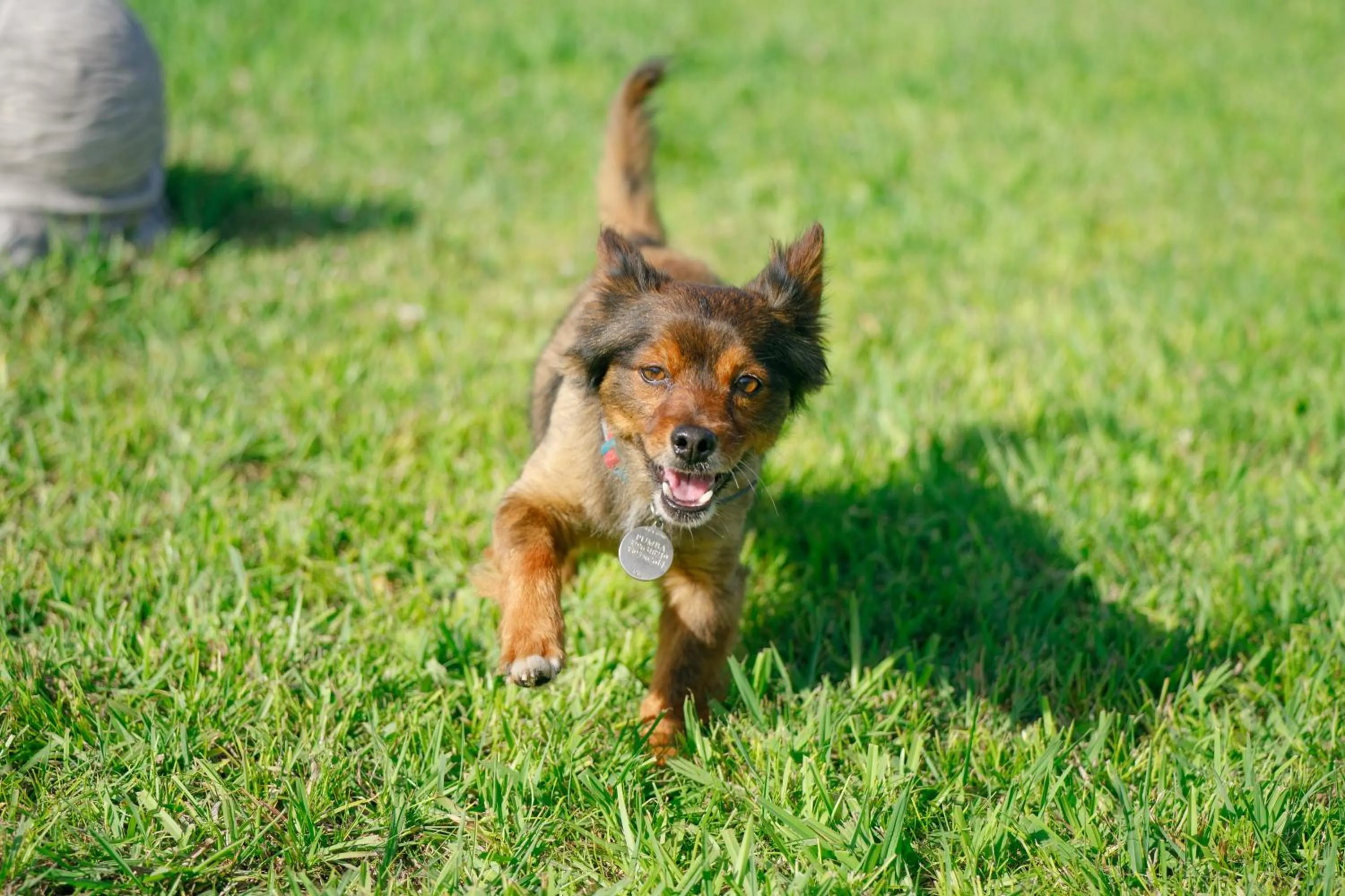 pet friendly in Villa Maredona