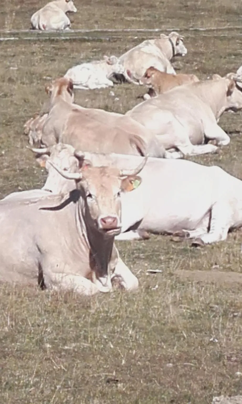 Spring in Résidence Le Pic de l'Ours