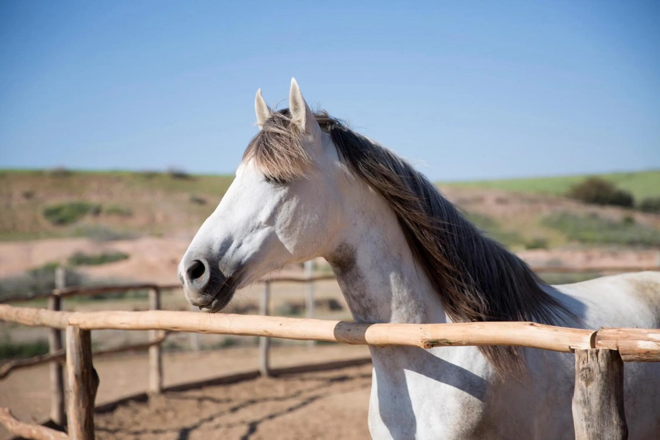Pets in Le Palais Paysan