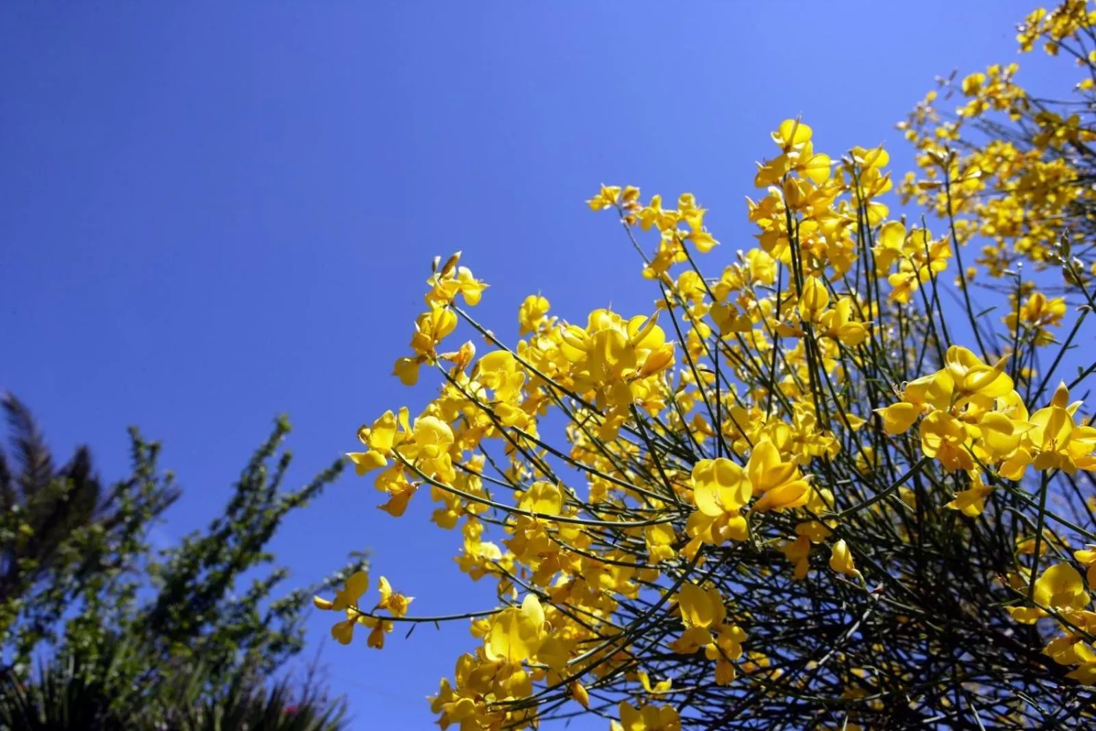 Spring in Casa Arrigo