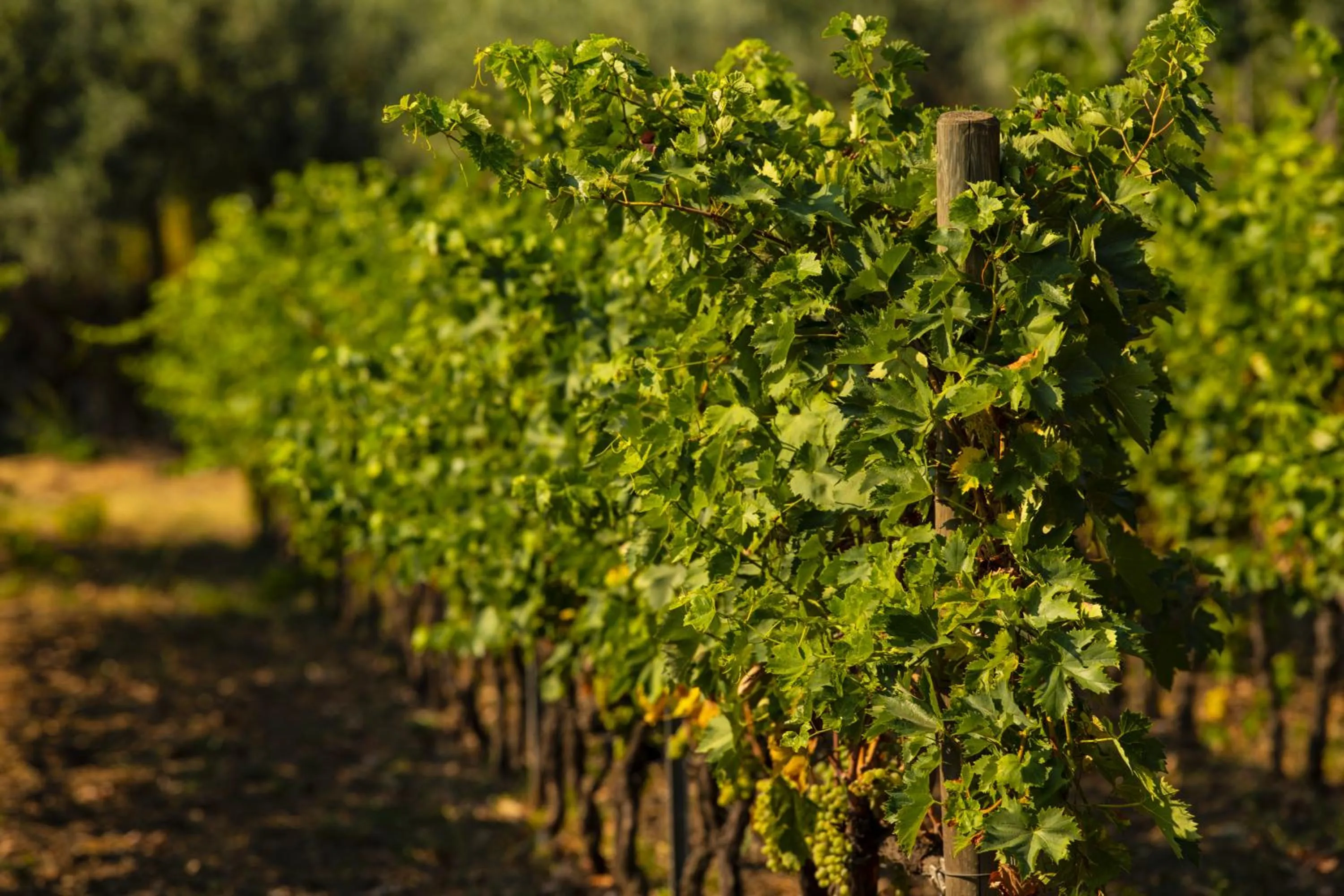 Natural landscape in Casa Arrigo