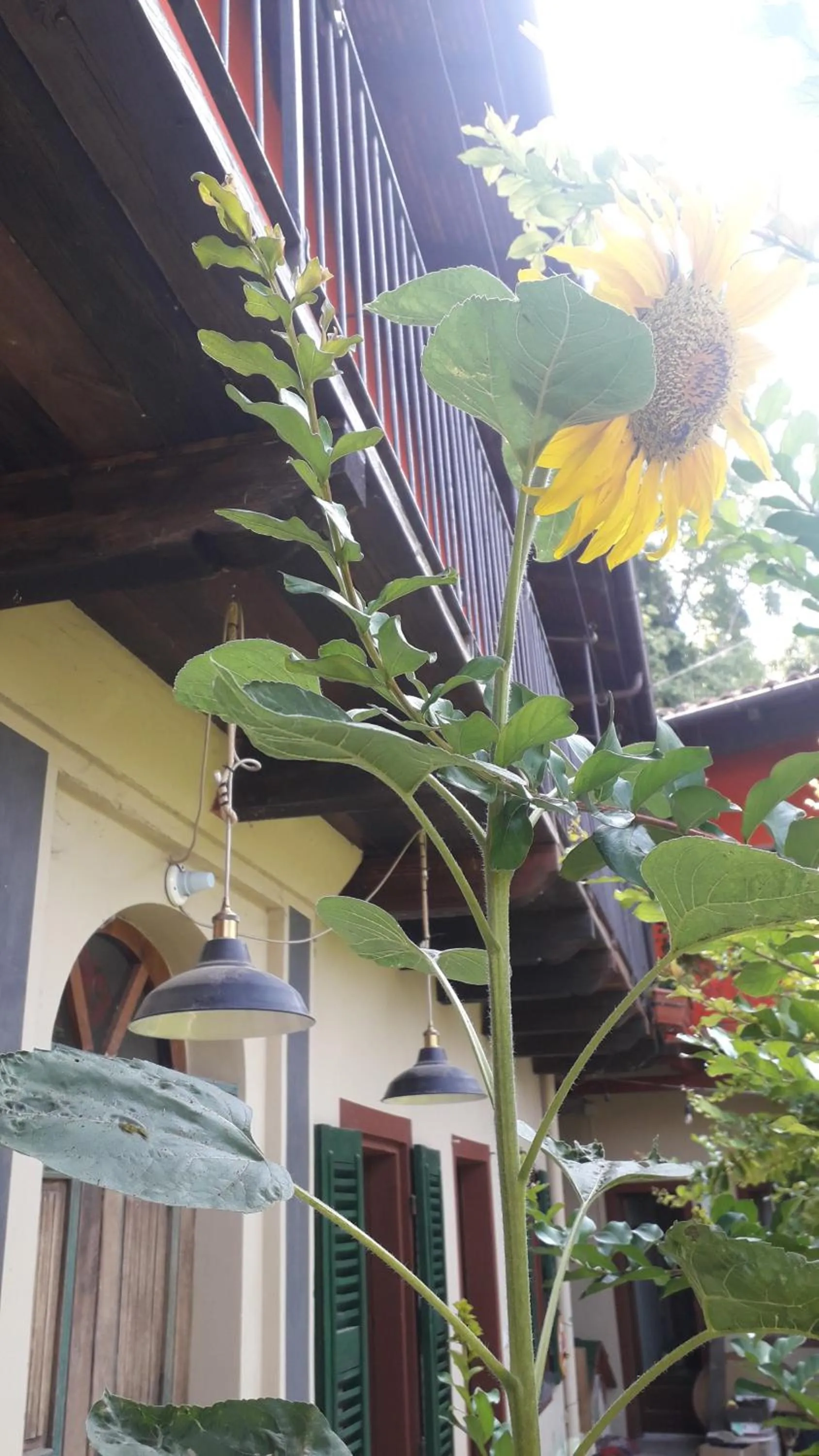 Property building in PocoBurro Ca' d'arte