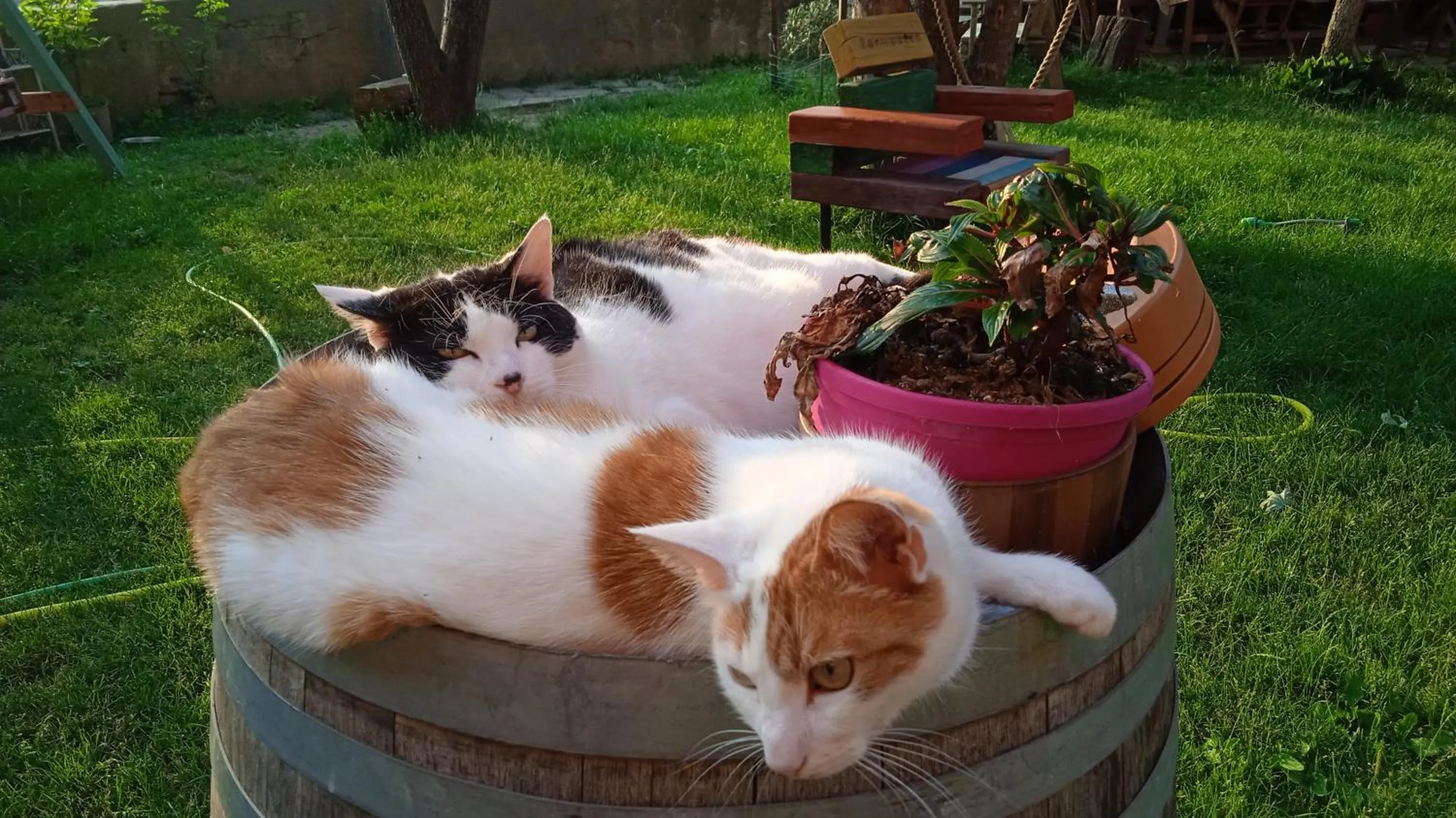 Animals in PocoBurro Ca' d'arte