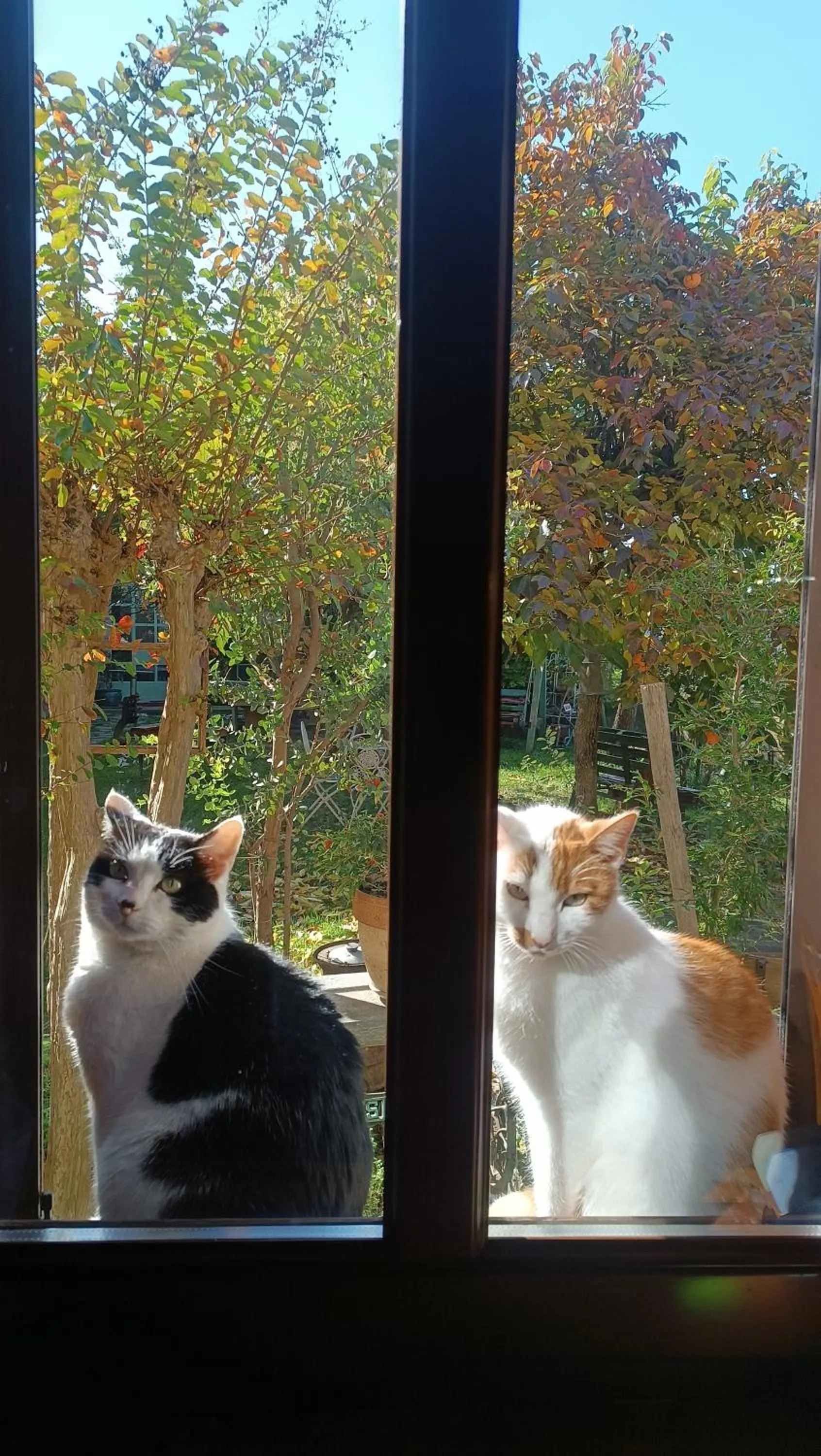 Animals in PocoBurro Ca' d'arte