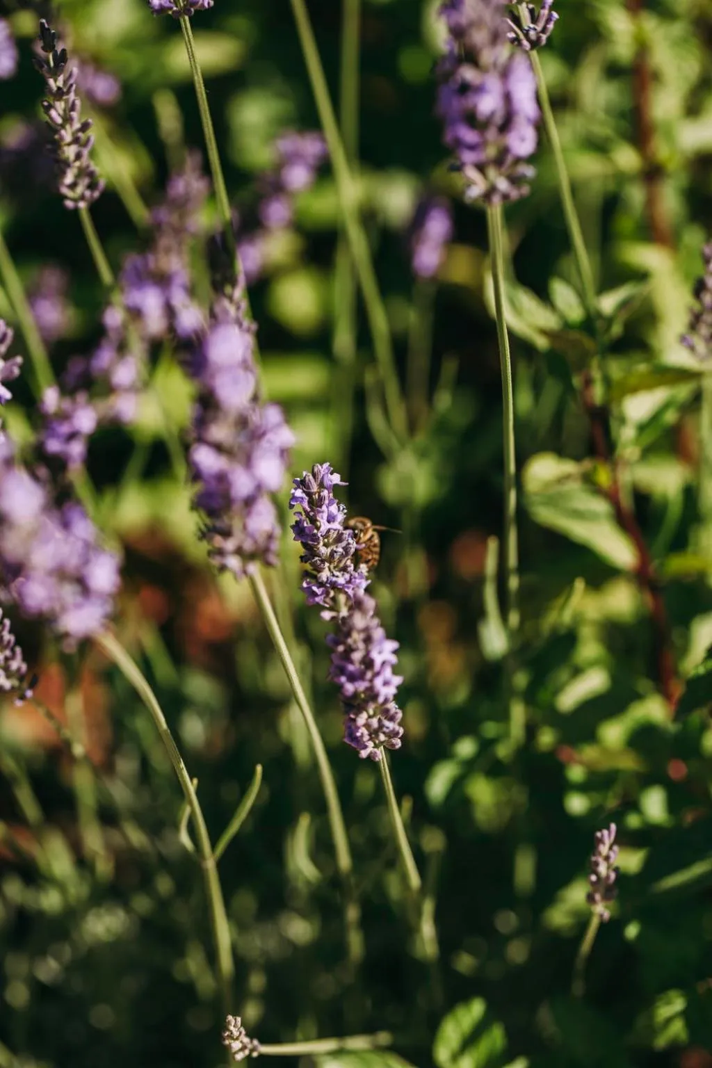 Garden in Ventozelo Hotel & Quinta