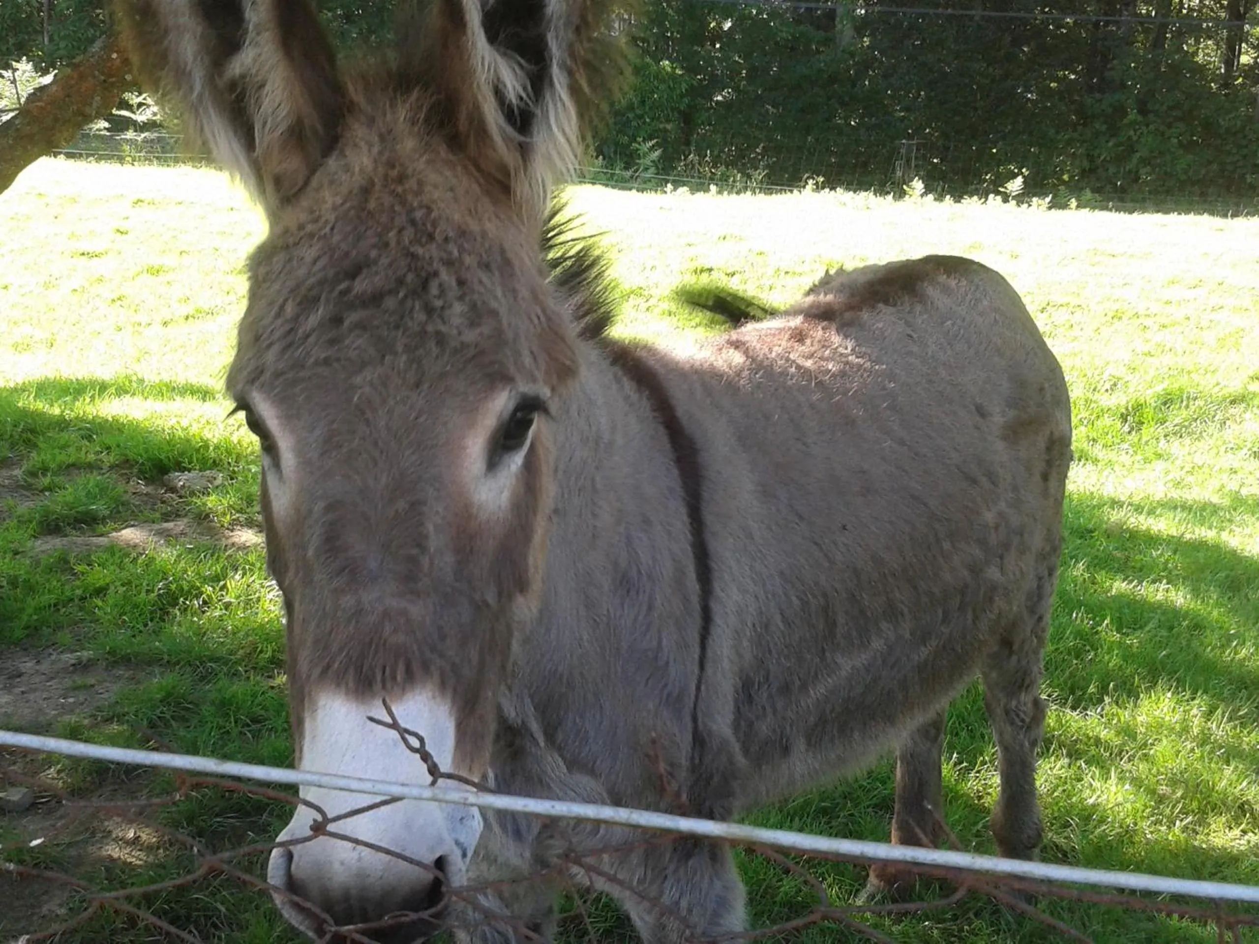 Garden in Maison d'hôtes Les Vallées