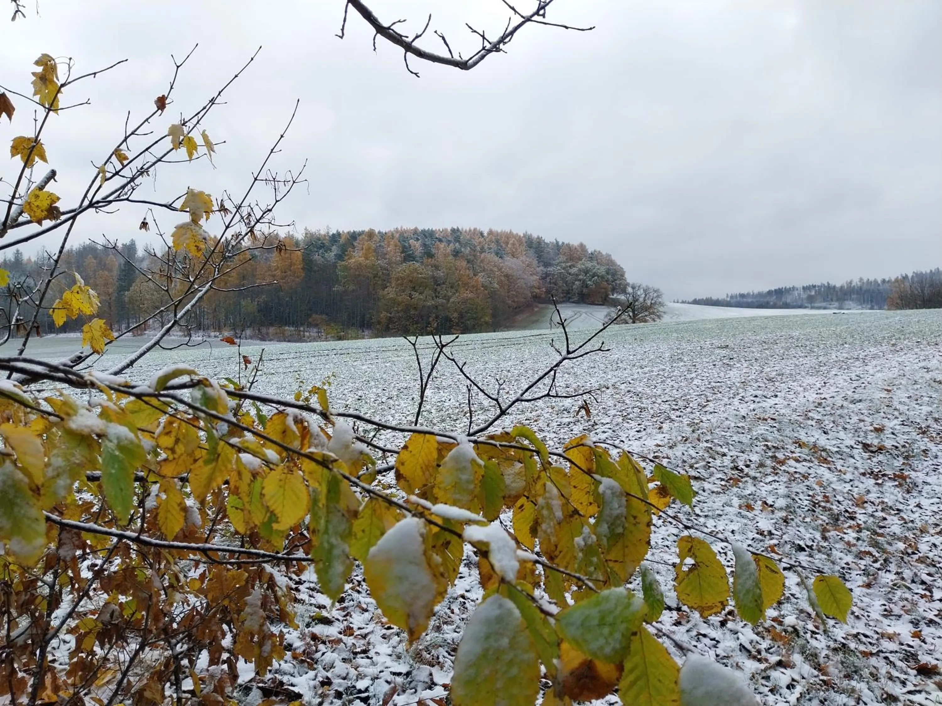 Natural landscape in Landhotel Waldschlößchen mit Gaststube