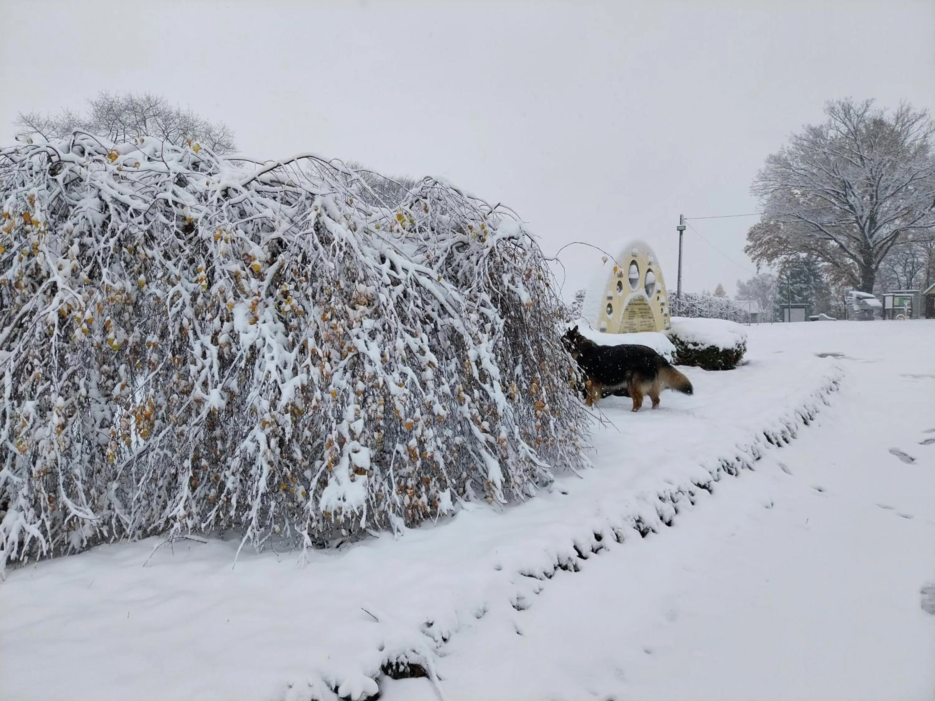 Natural landscape in Landhotel Waldschlößchen mit Gaststube