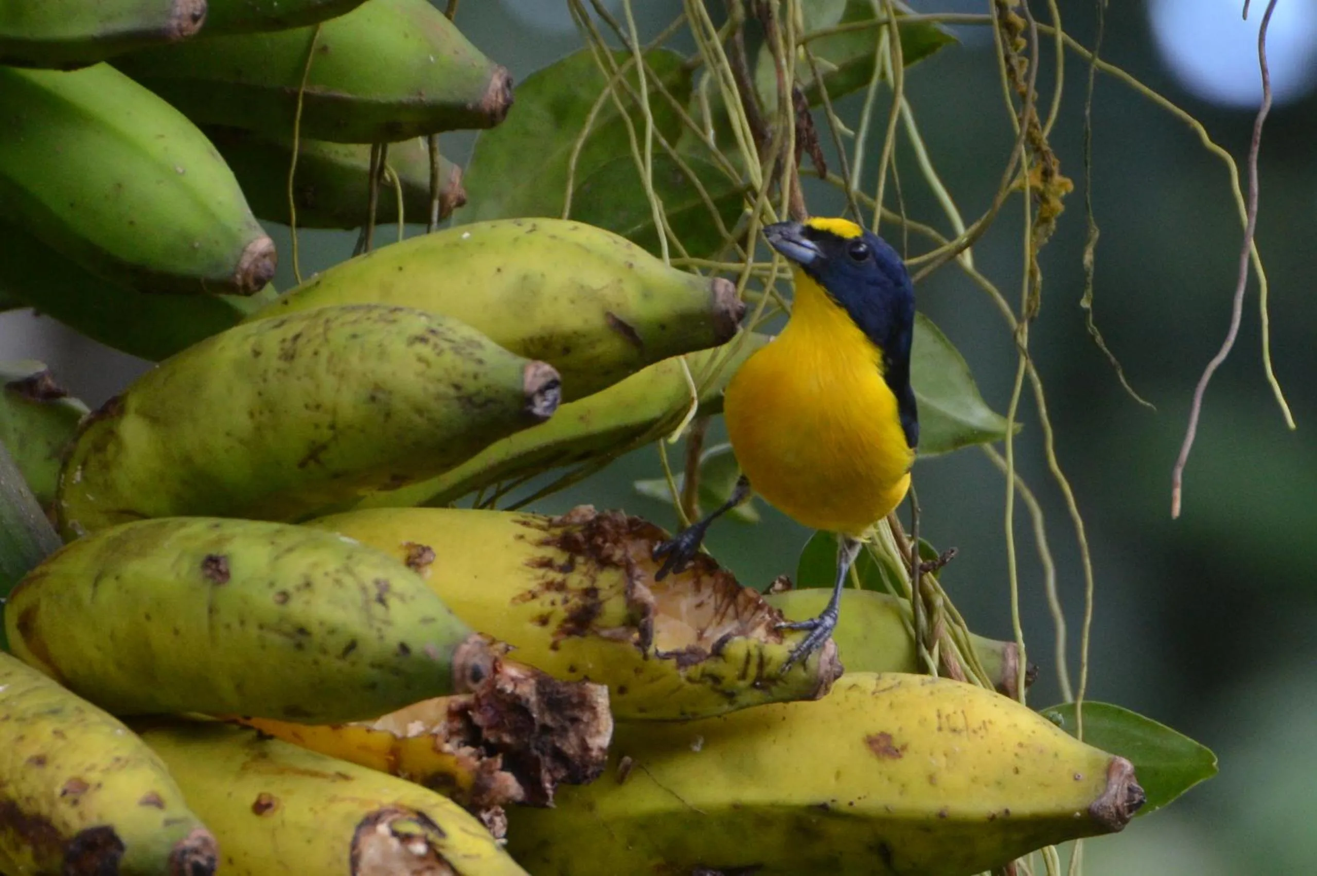 Posada Río Celeste La Amistad