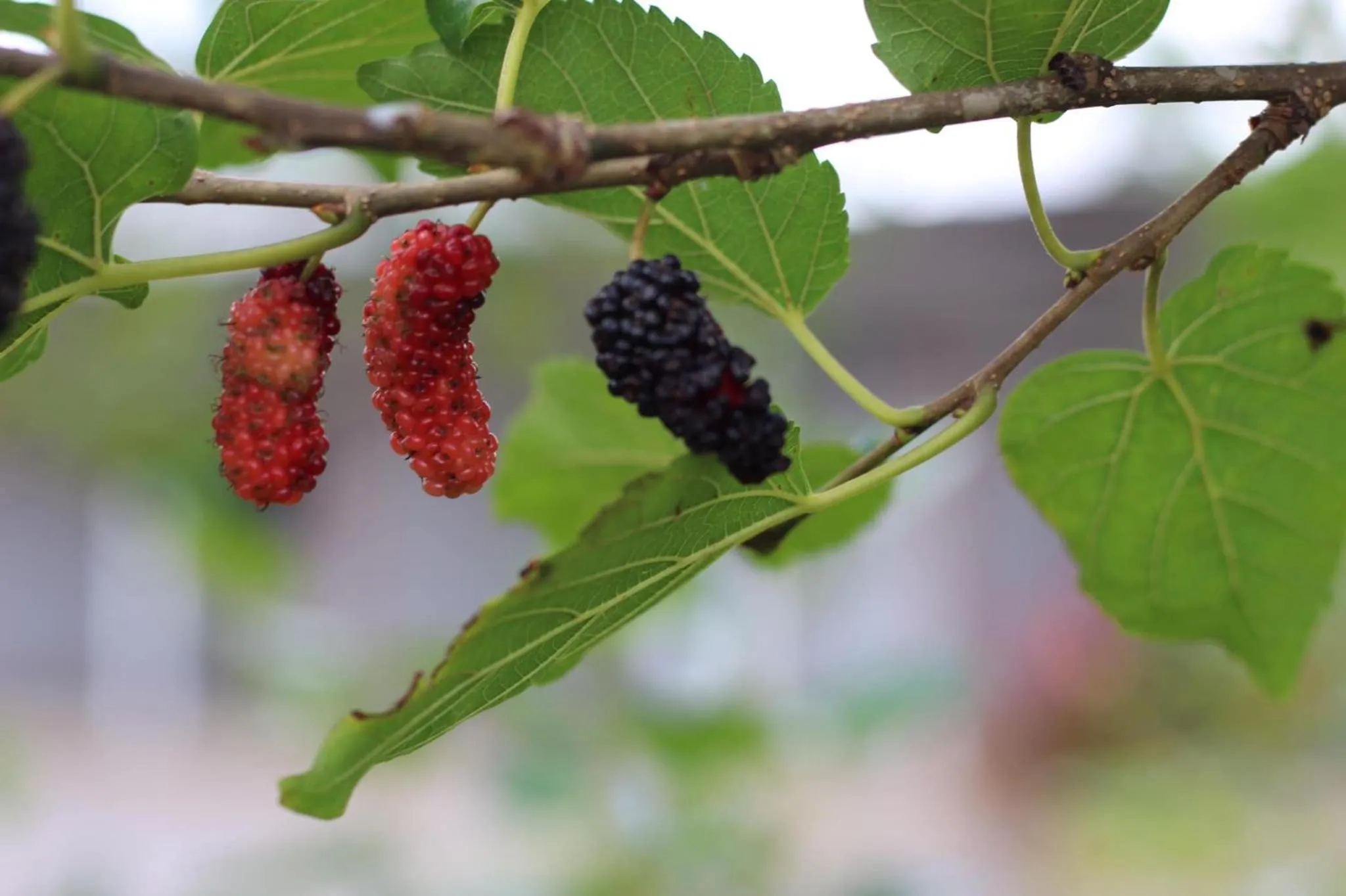 Activities in Mulberry resort