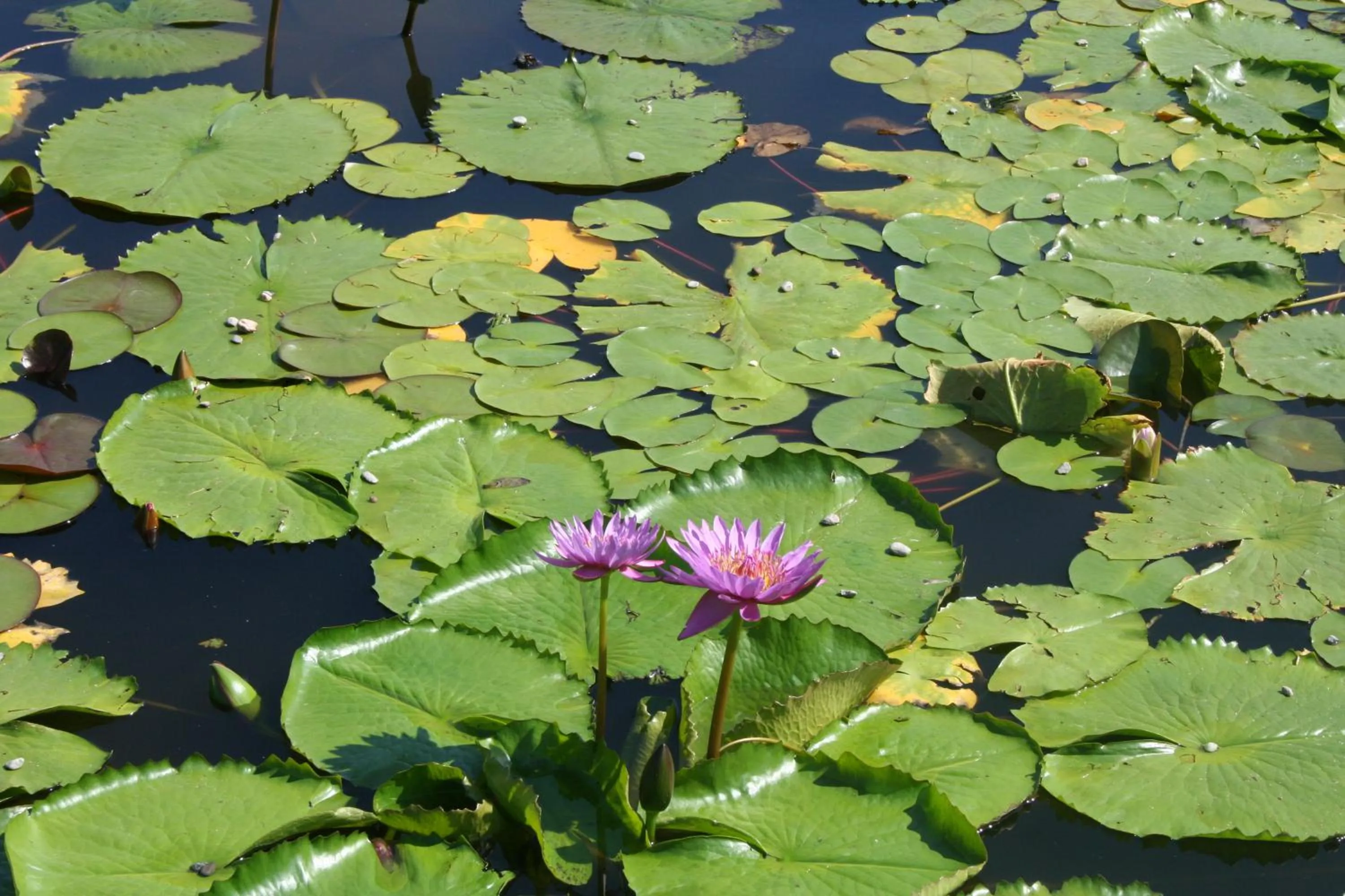 Nearby landmark in Bed & Breakfast Gli Oleandri