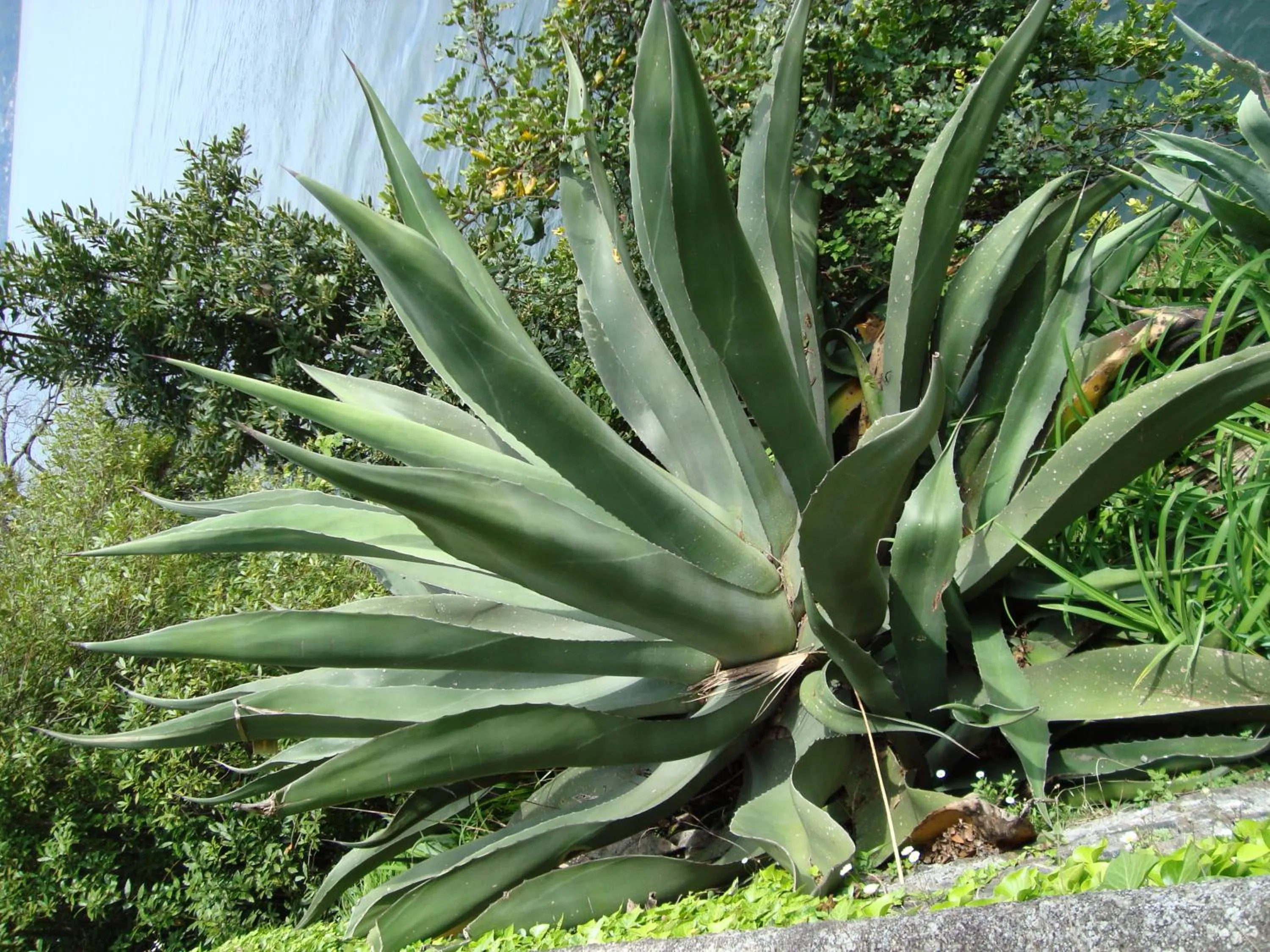 Nearby landmark in Bed & Breakfast Gli Oleandri