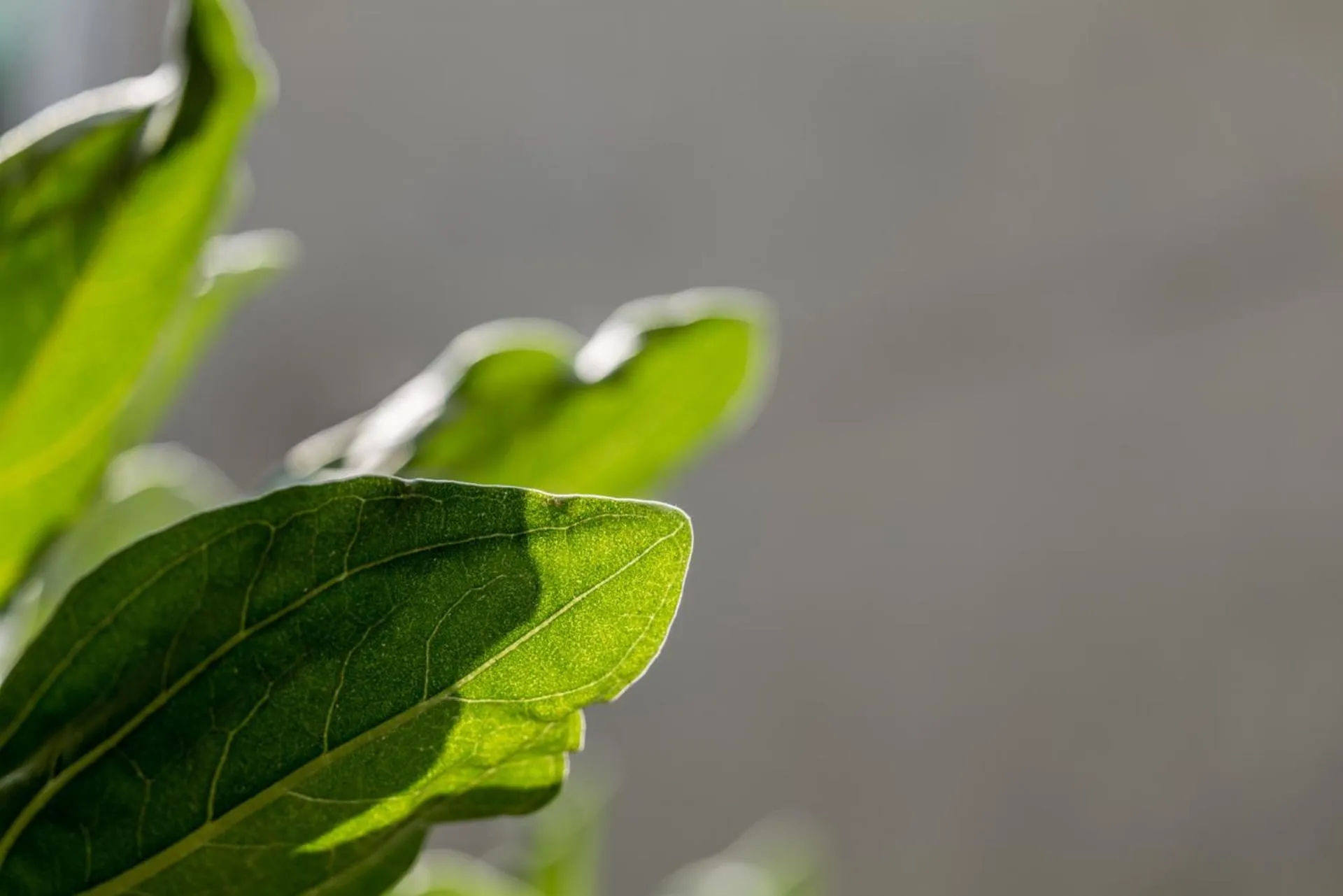 Garden view in SI Hotel