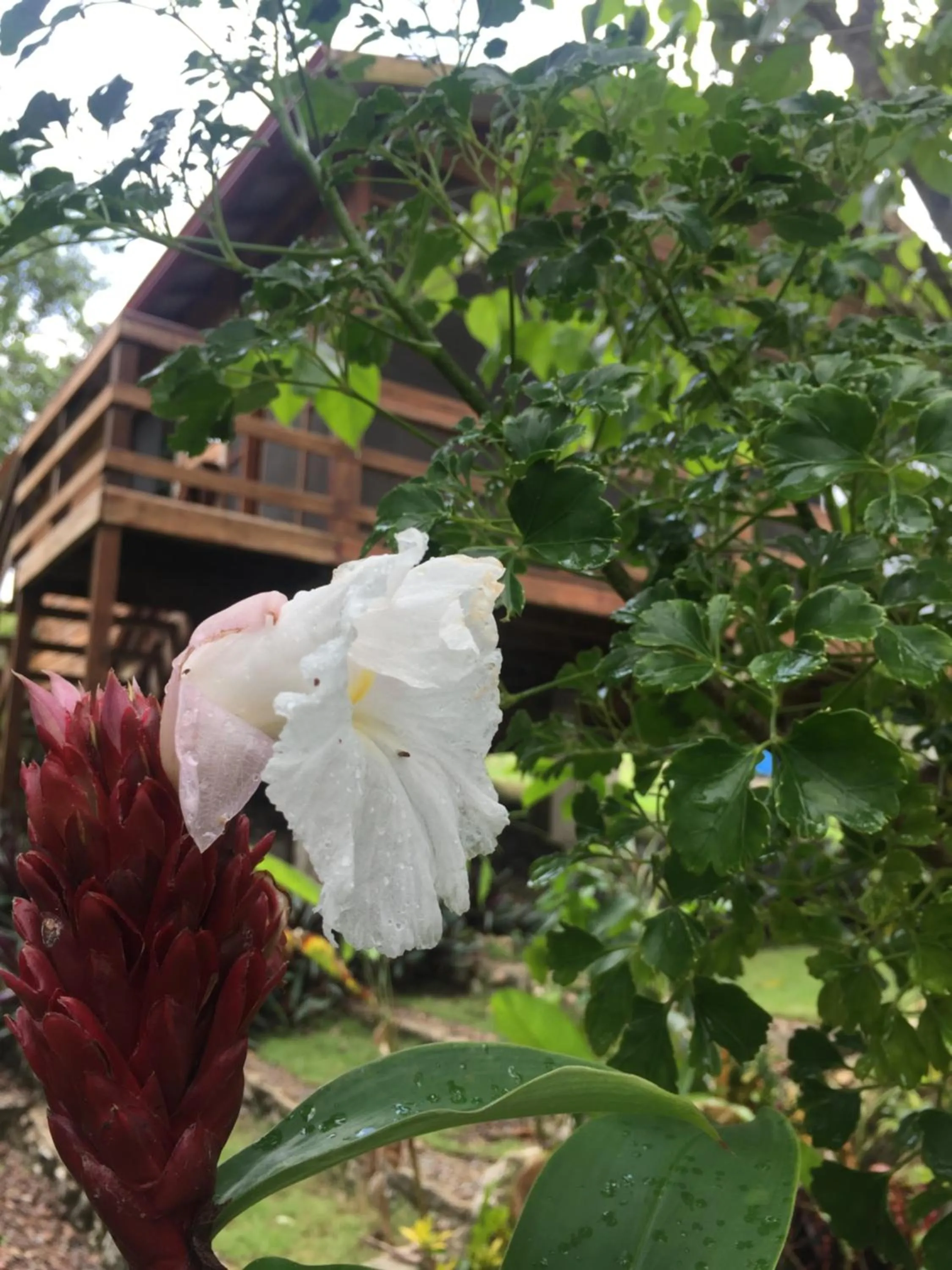 Property building in Santa Cruz Cabins