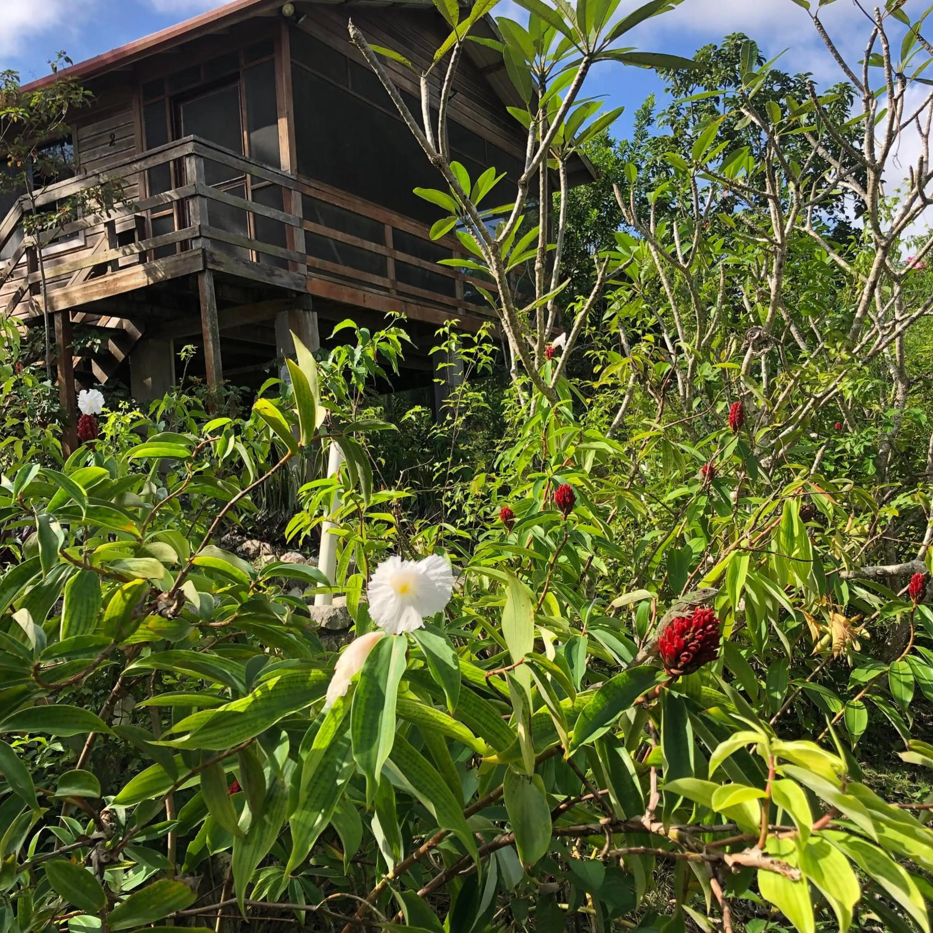 Garden view in Santa Cruz Cabins