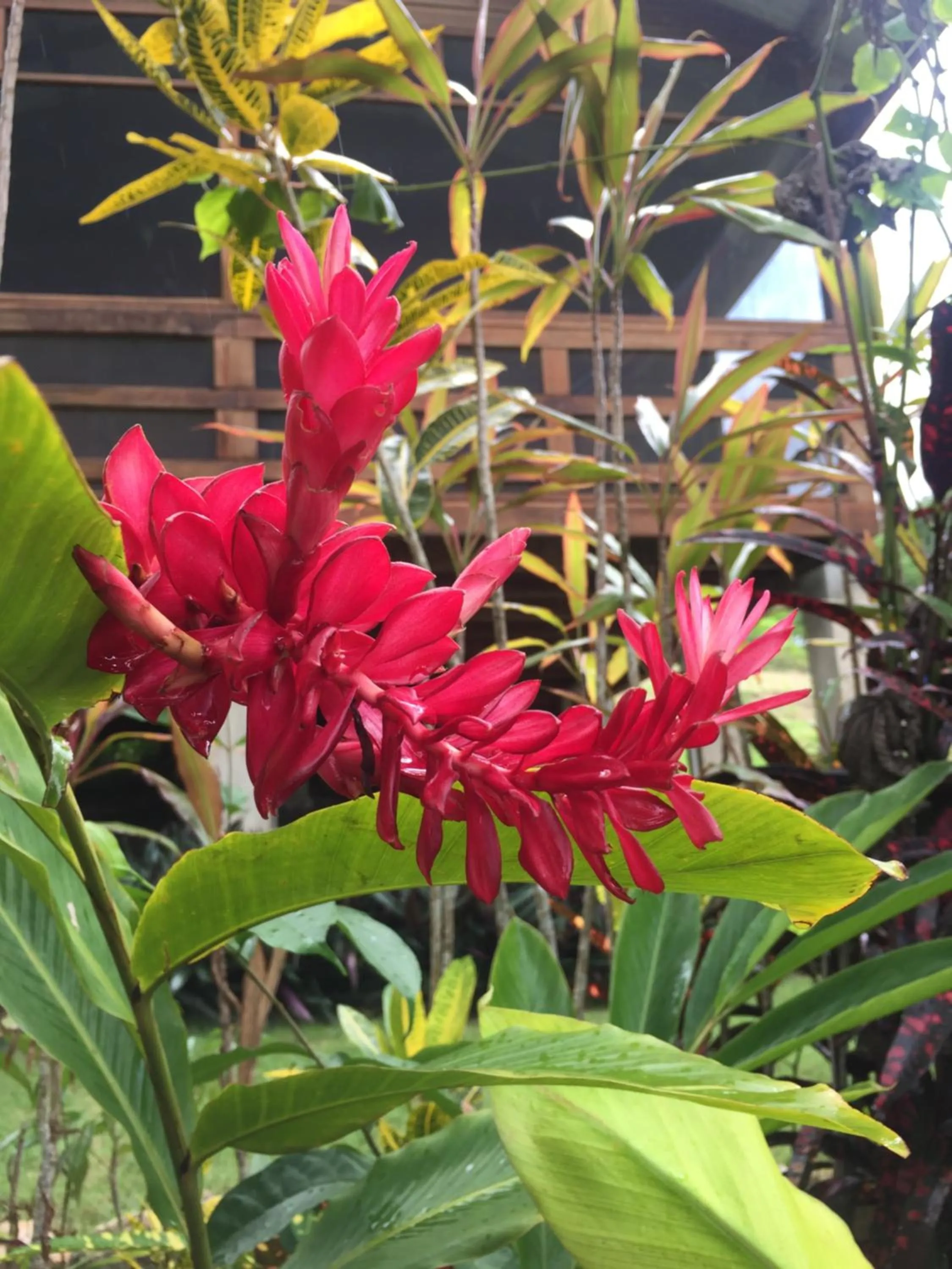 Garden in Santa Cruz Cabins