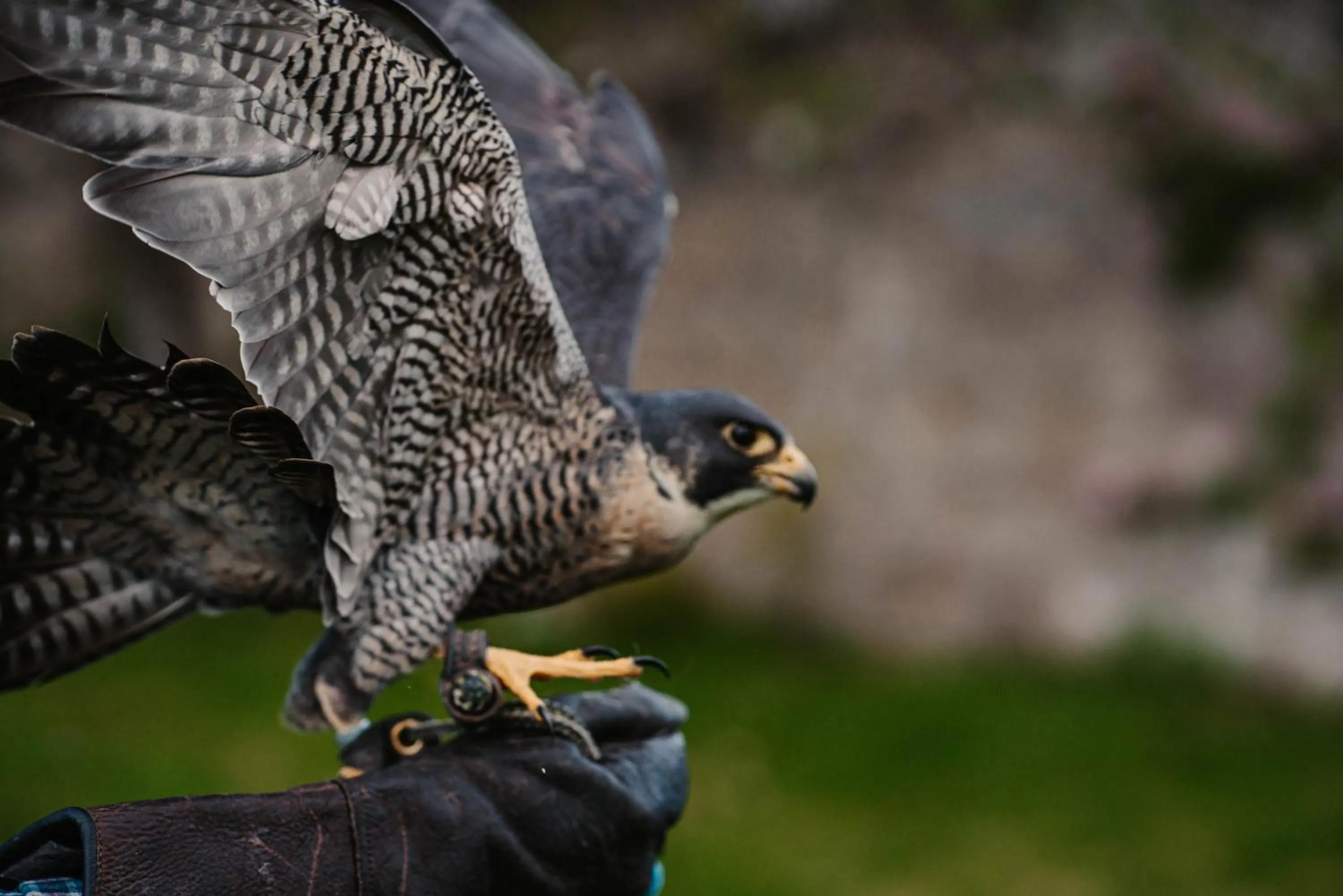 Animals in Shieldaig Lodge Hotel