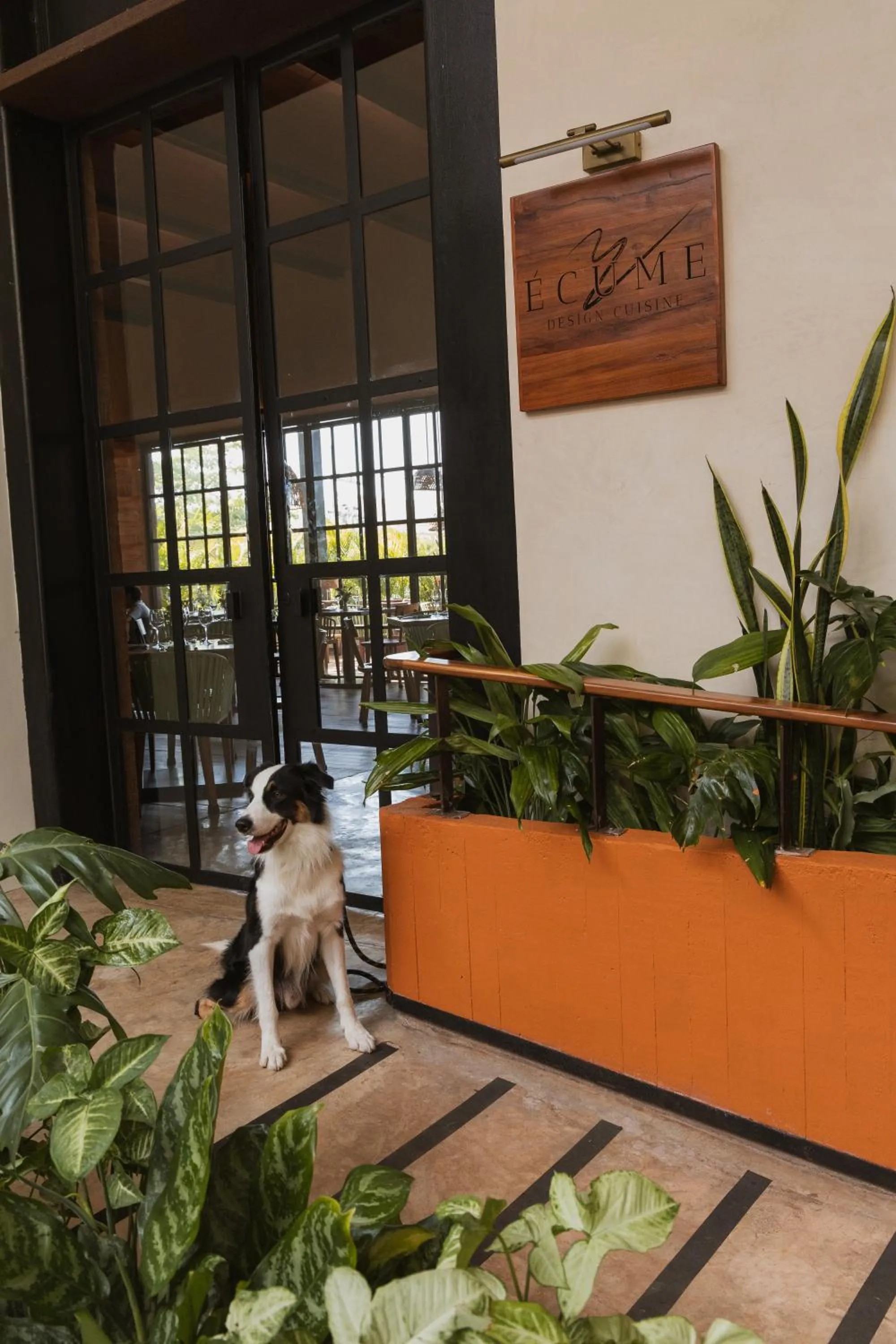 Pets in Las Brisas Merida