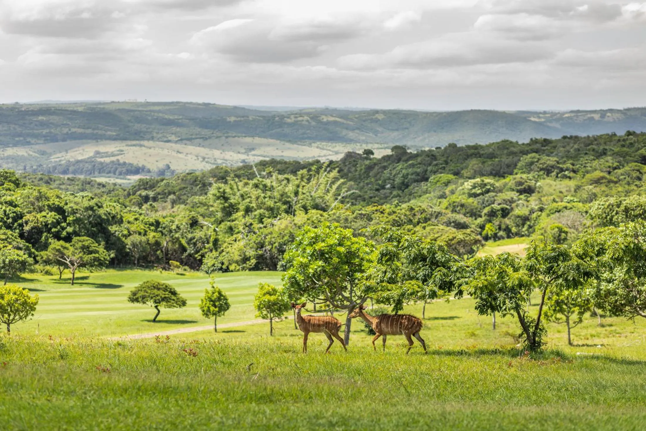 Golfcourse in Hotel Olivewood