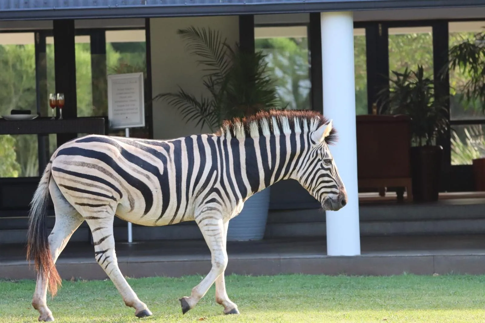 Animals in Hotel Olivewood