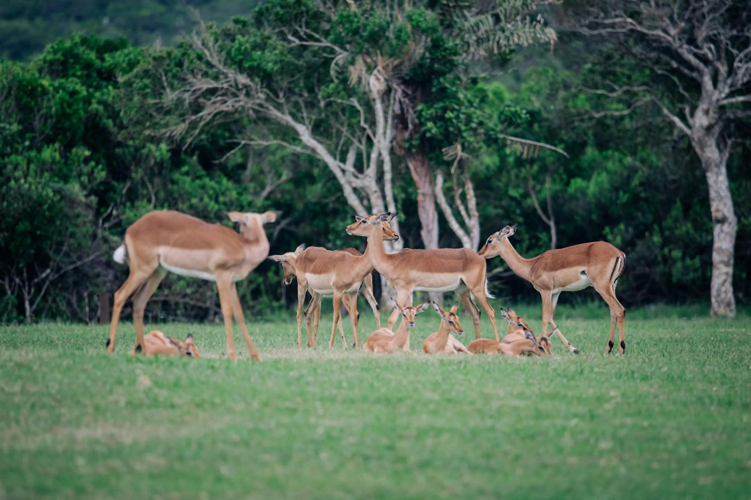 Animals in Hotel Olivewood