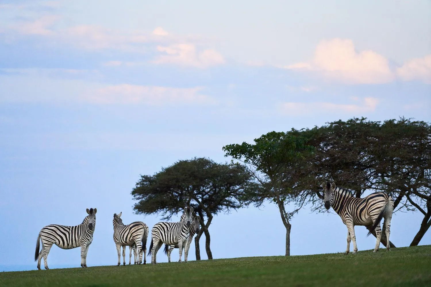 View (from property/room) in Hotel Olivewood