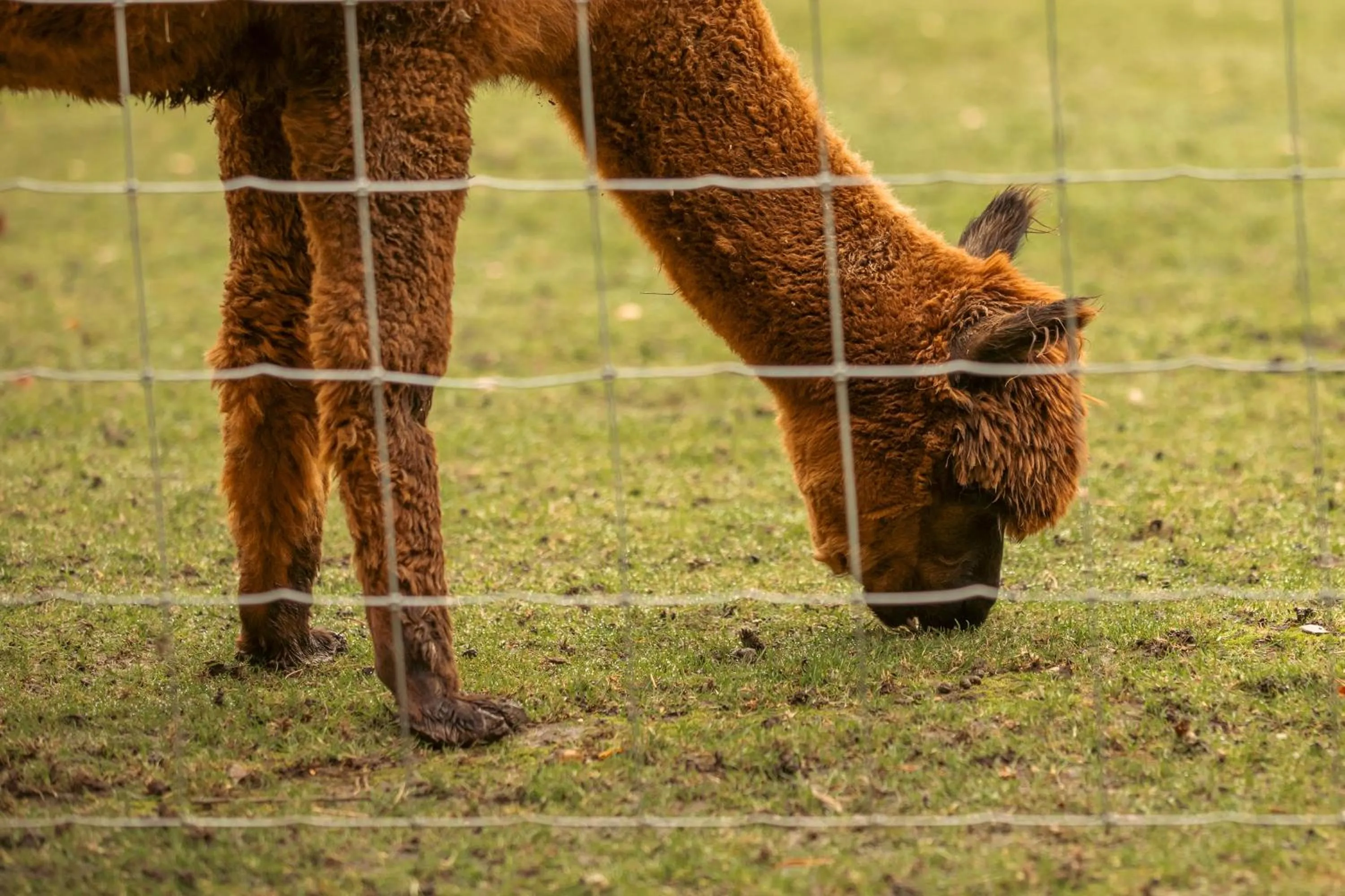 Garden in Peebles Hydro