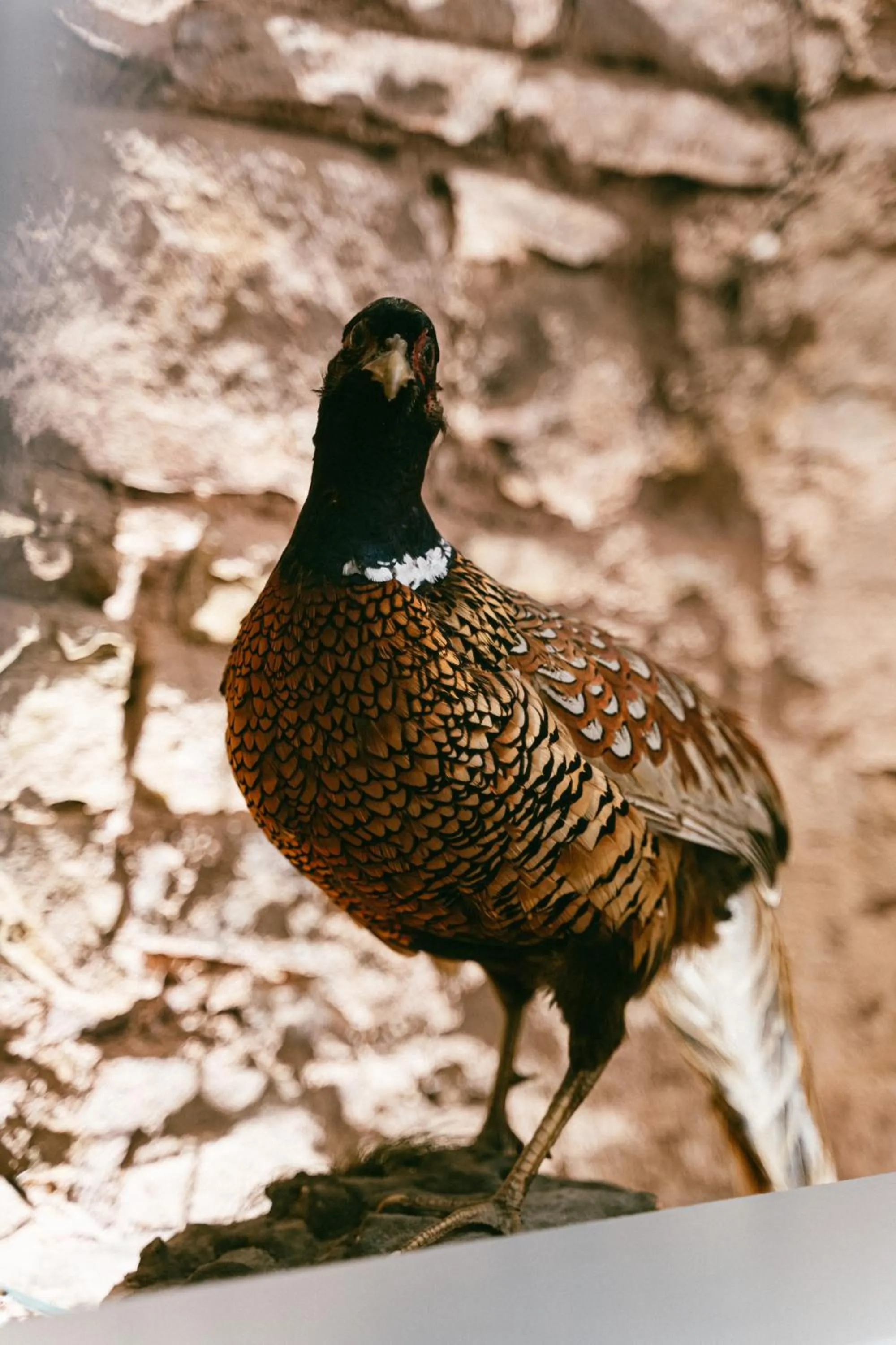 Lounge or bar in The Juniperlea Inn