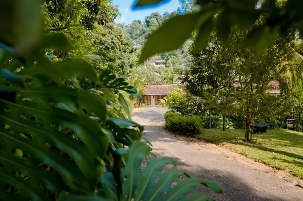 Garden in Clove Garden Kandy