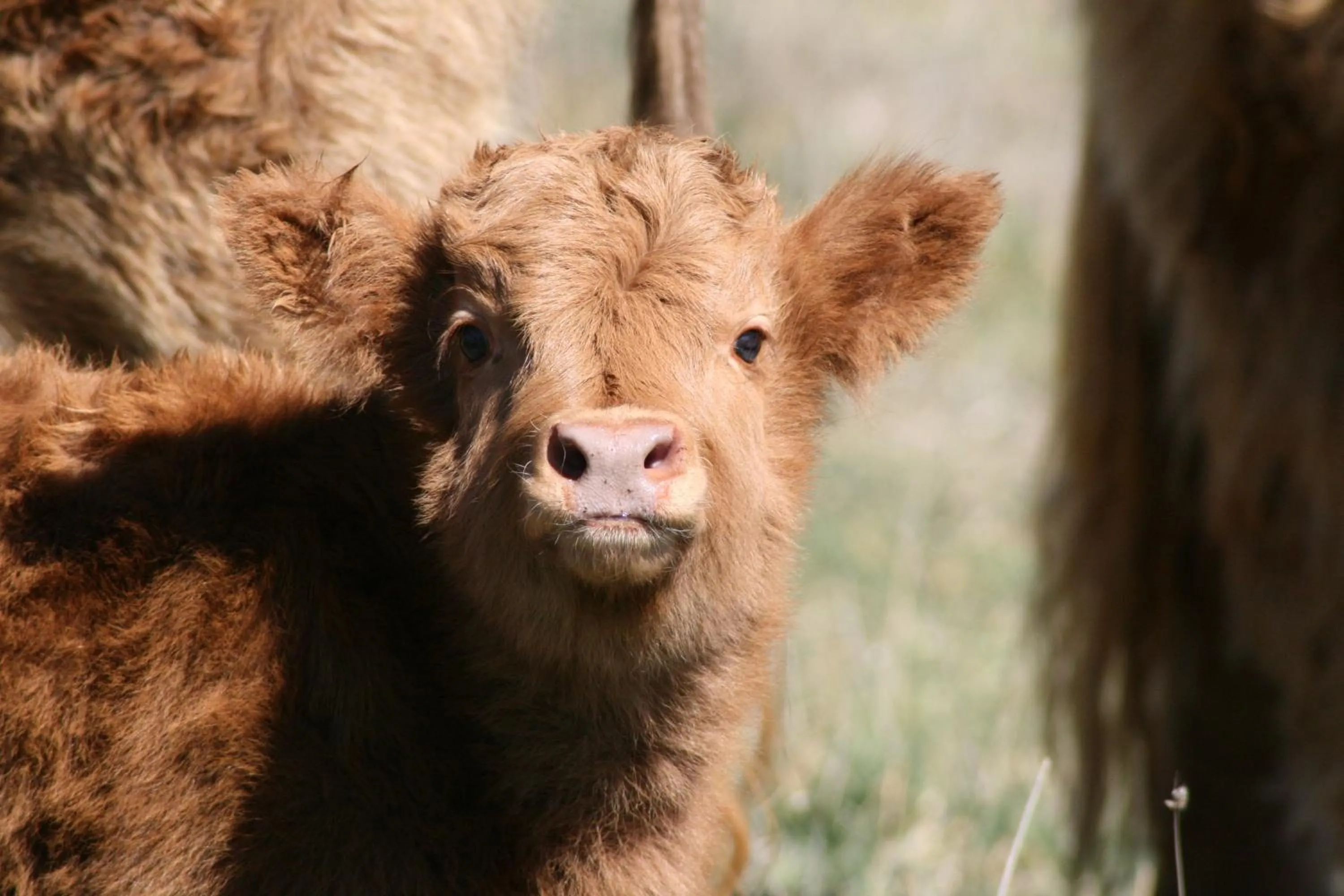 Animals in Lakeview Luxury Retreat