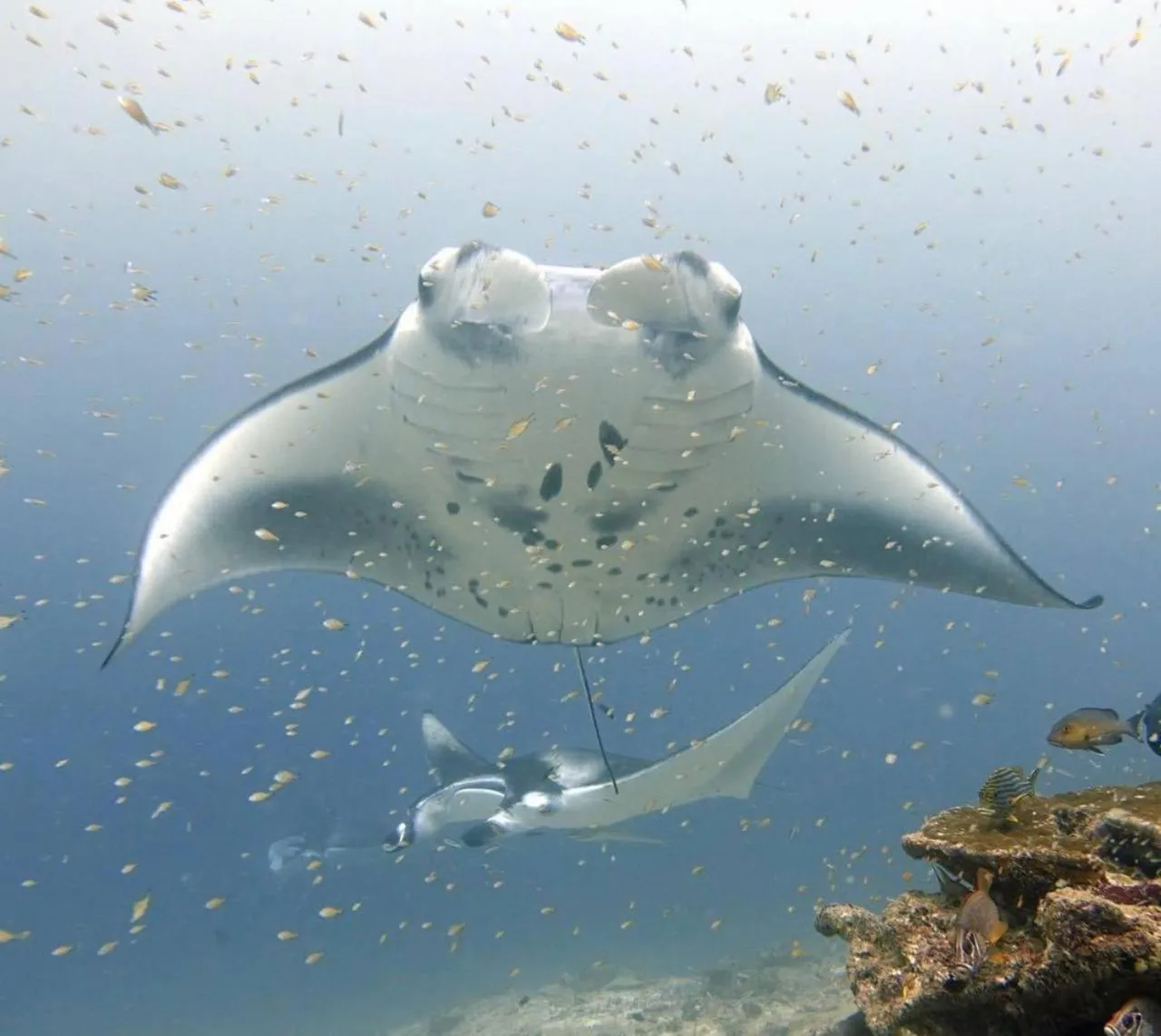 Activities in Turtle Maldives - Your Gateway to the Beach & Marine Adventures Await!