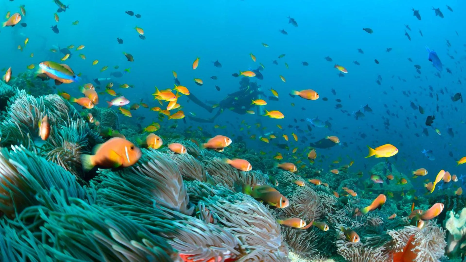 Snorkeling in Turtle Maldives - Your Gateway to the Beach & Marine Adventures Await!