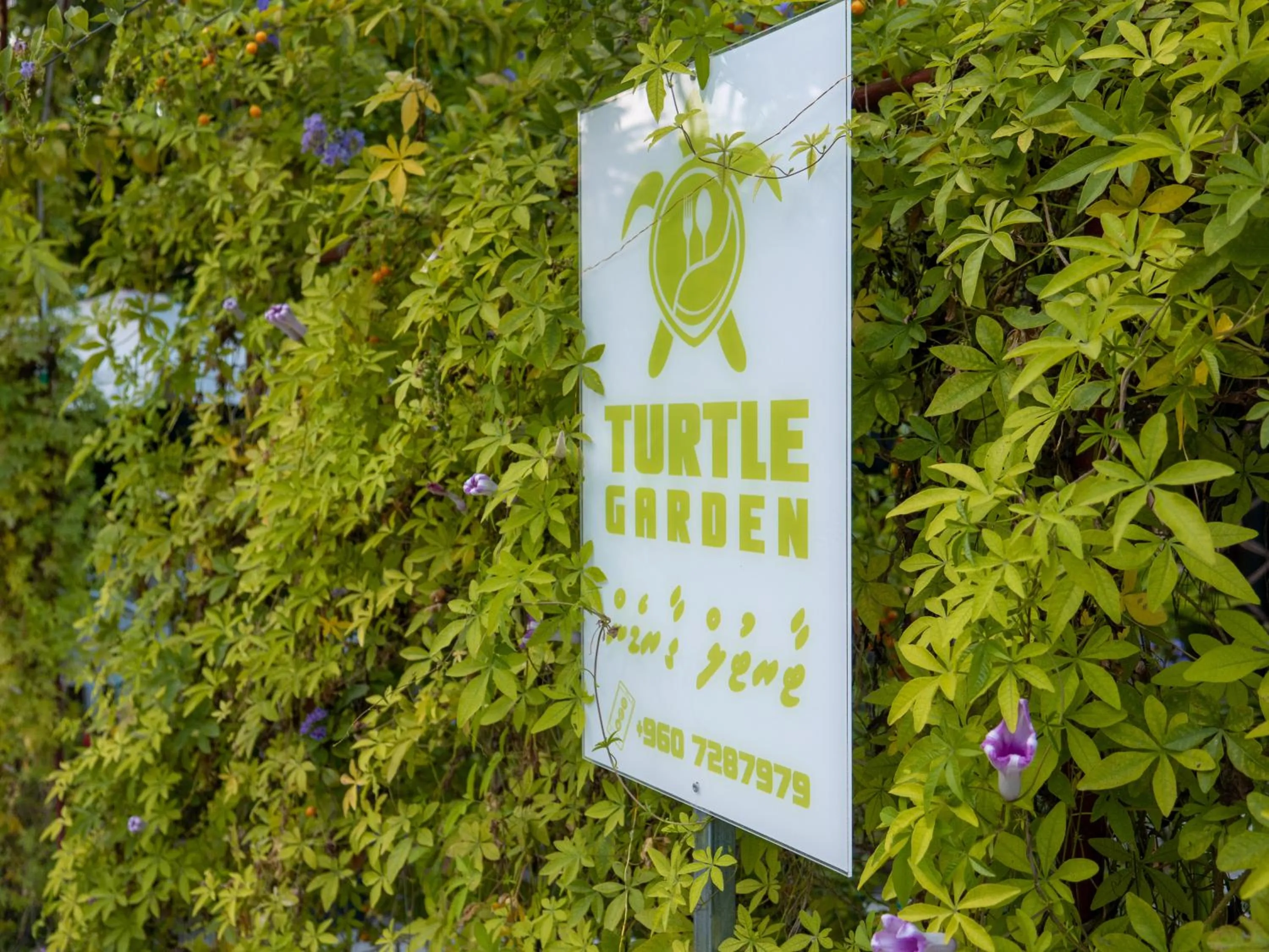 Restaurant/places to eat in Turtle Maldives - Your Gateway to the Beach & Marine Adventures Await!