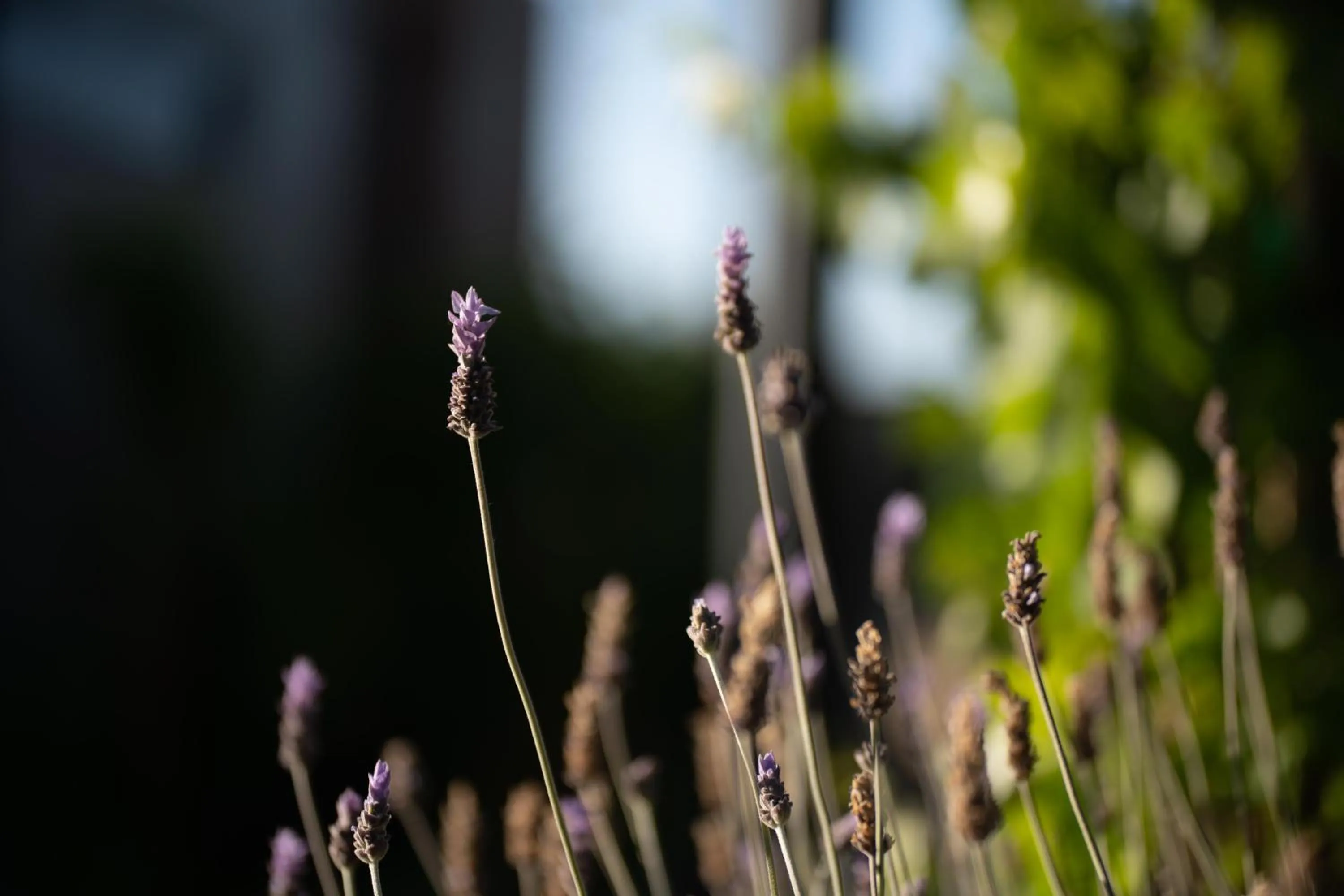 Garden in Entre Vides Valle de Guadalupe