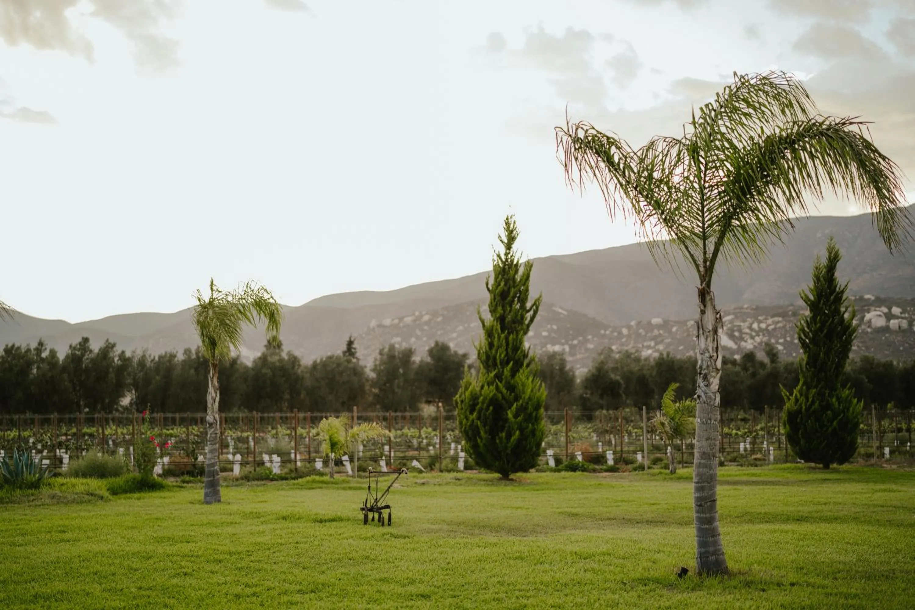 Garden in Sueños Resort