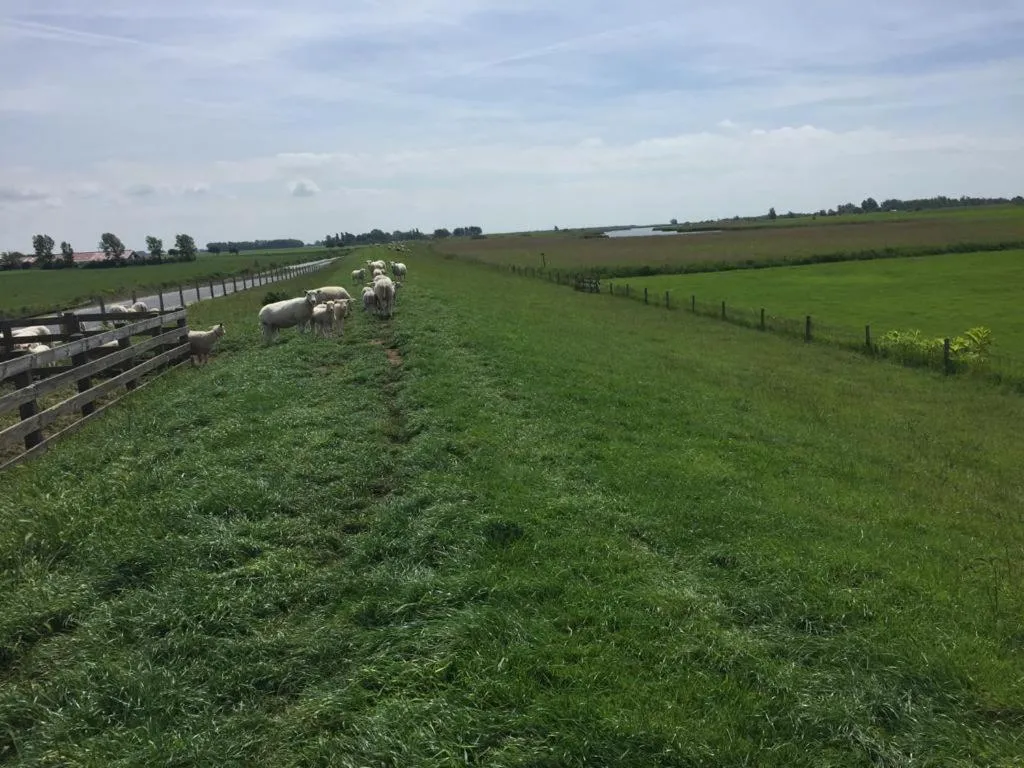 Natural landscape in Zuiderzeestate 28