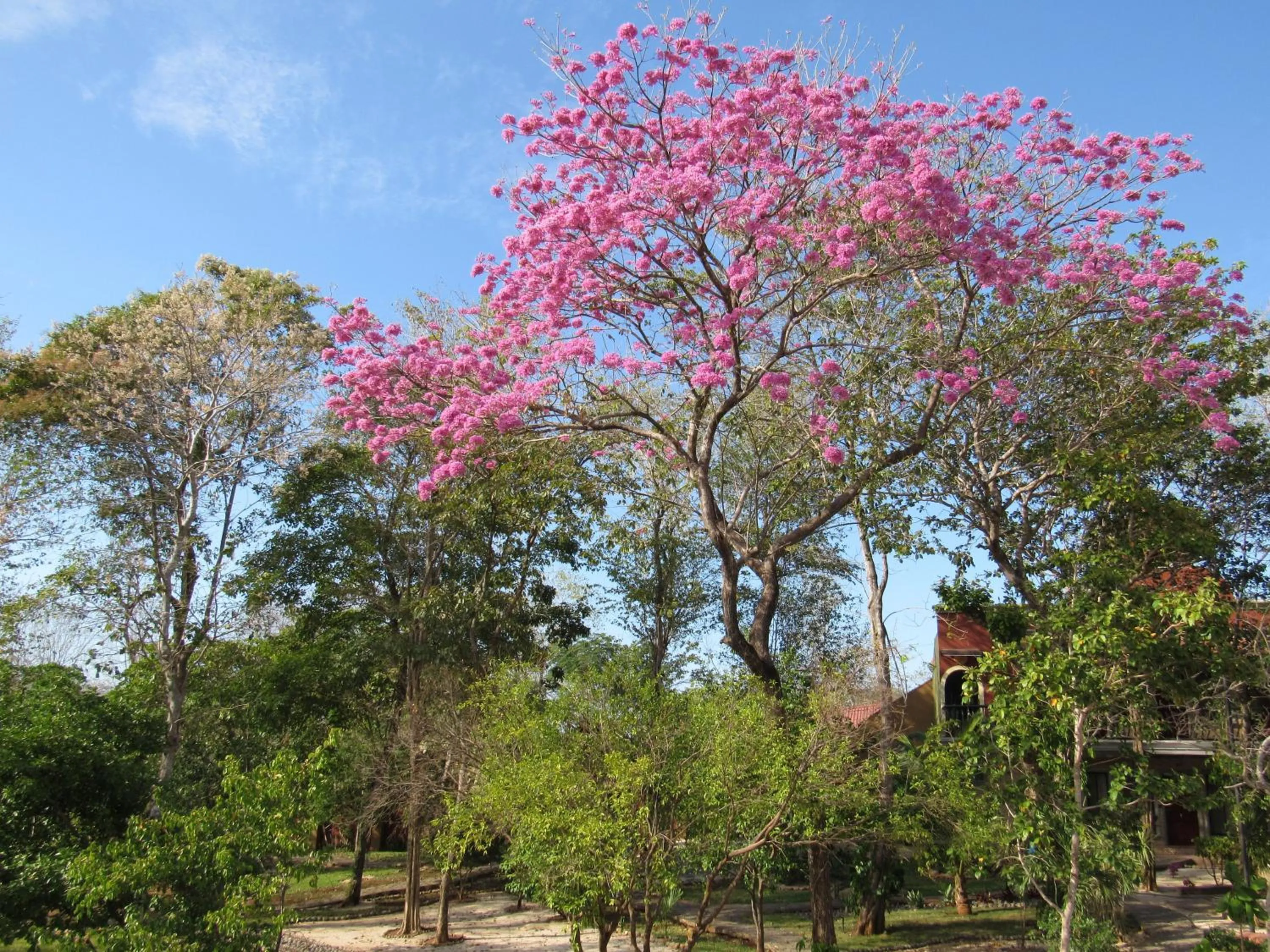 Garden in Casas del Toro Playa Flamingo