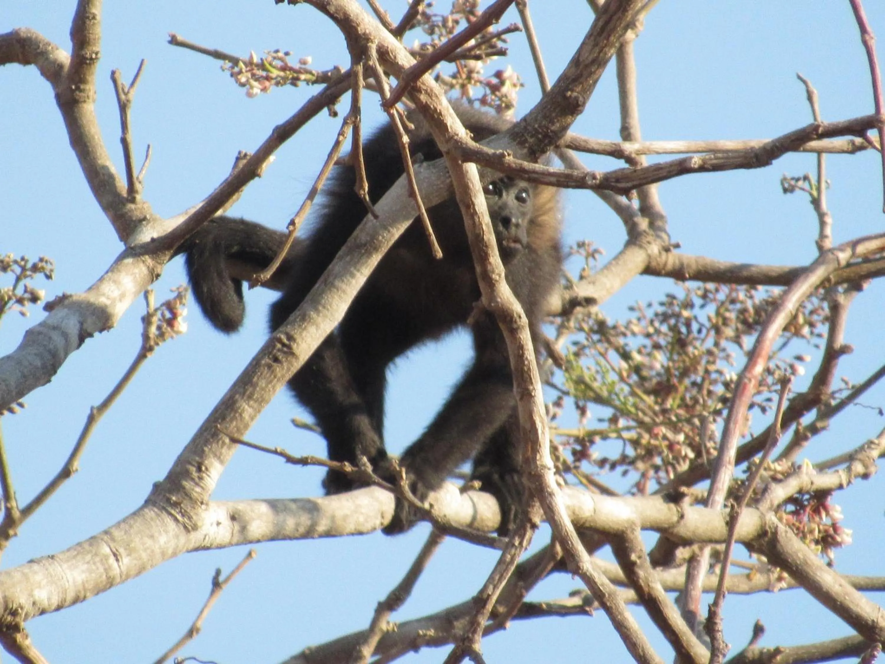 Animals in Casas del Toro Playa Flamingo