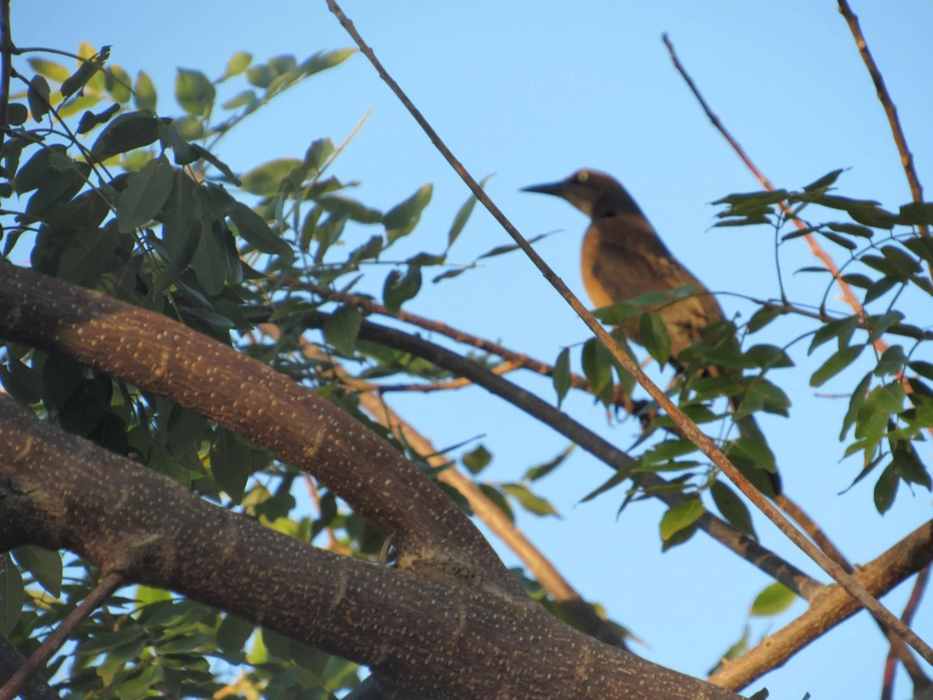 Animals in Casas del Toro Playa Flamingo