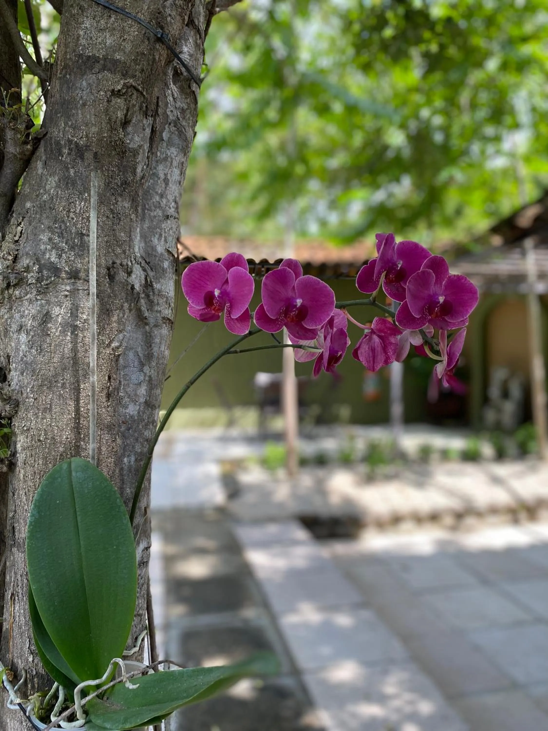 Day in Casas del Toro Playa Flamingo